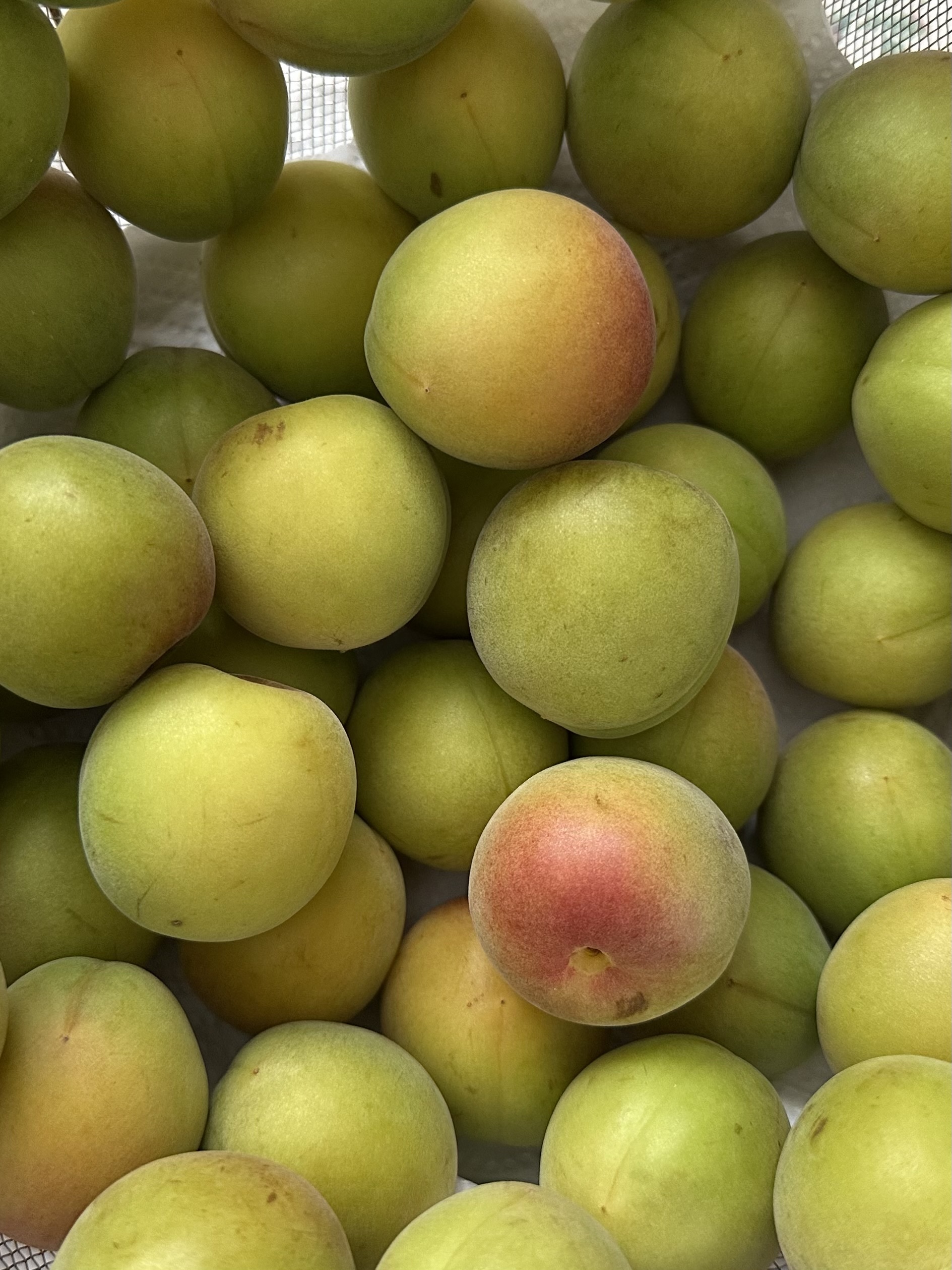 レビュー投稿画像