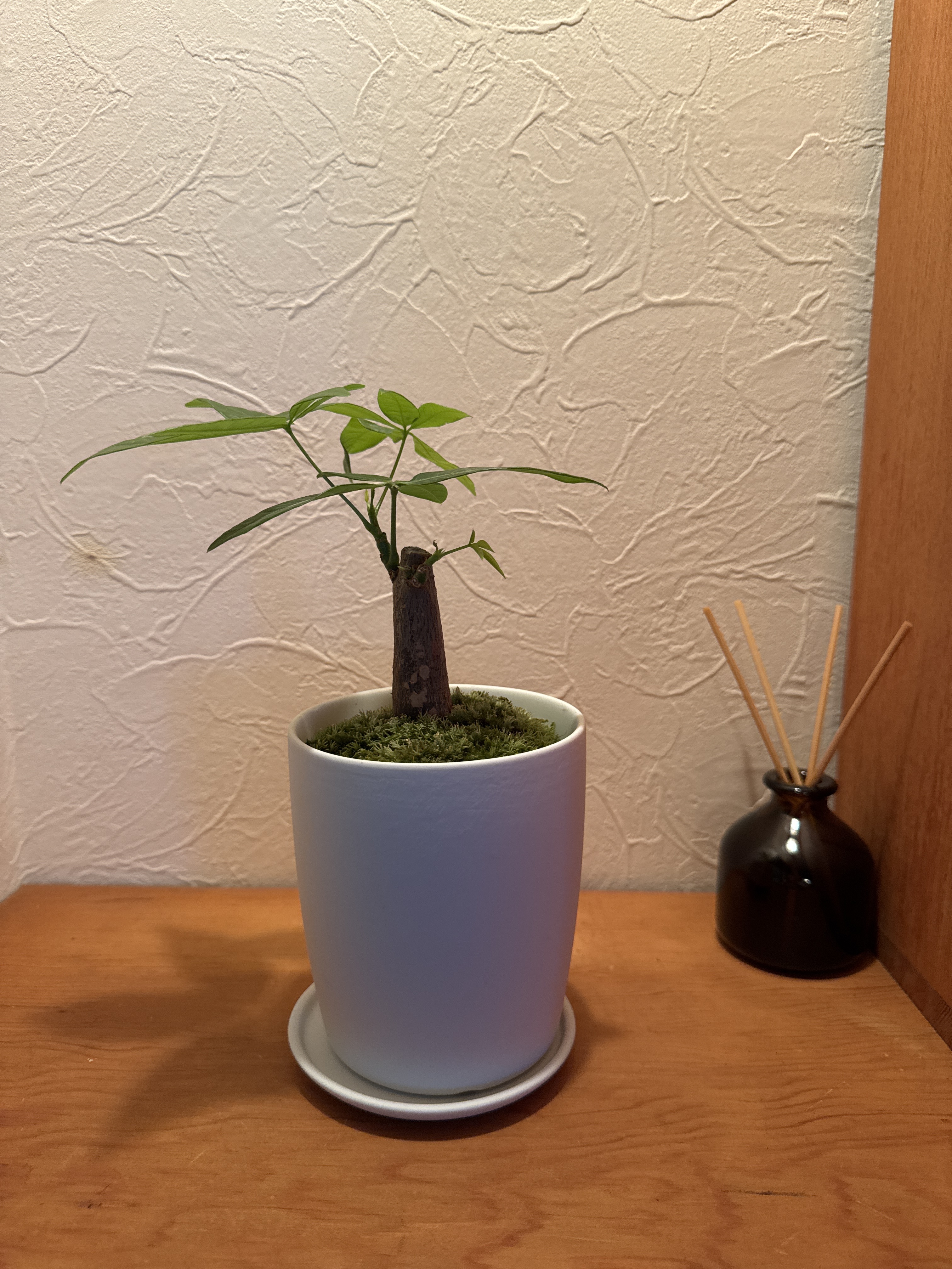 レビュー投稿画像