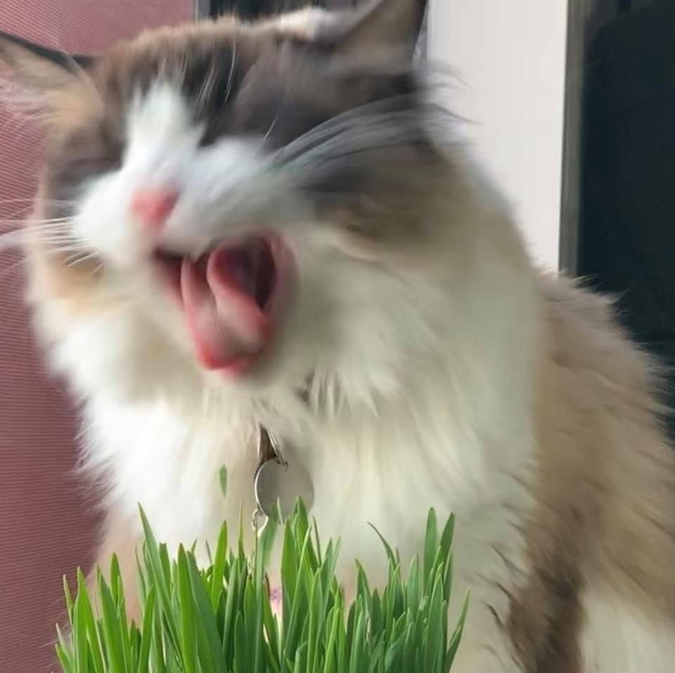 レビュー投稿画像