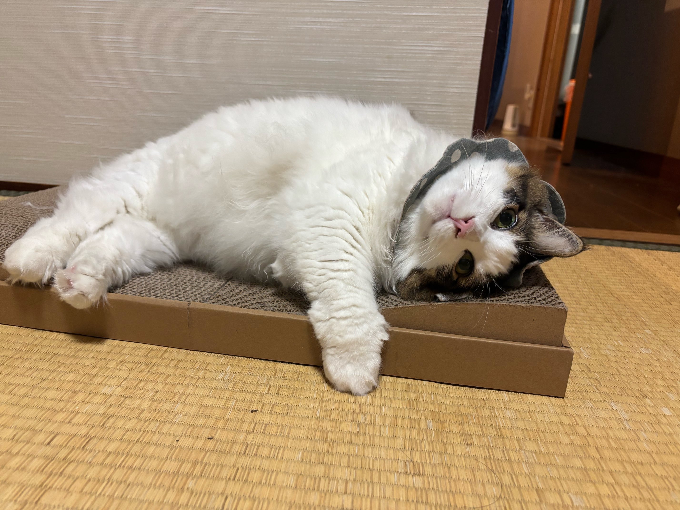 レビュー投稿画像