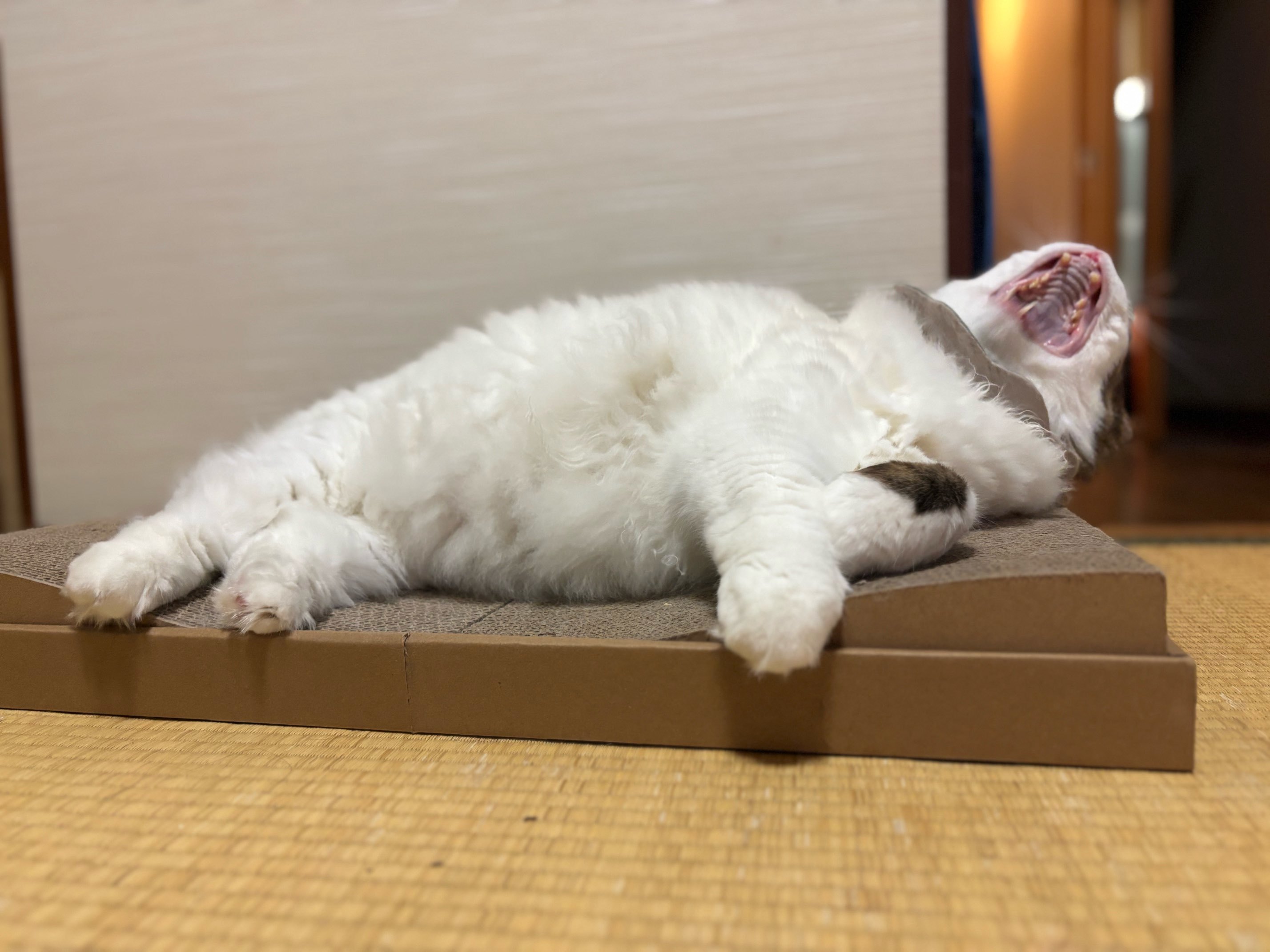 レビュー投稿画像