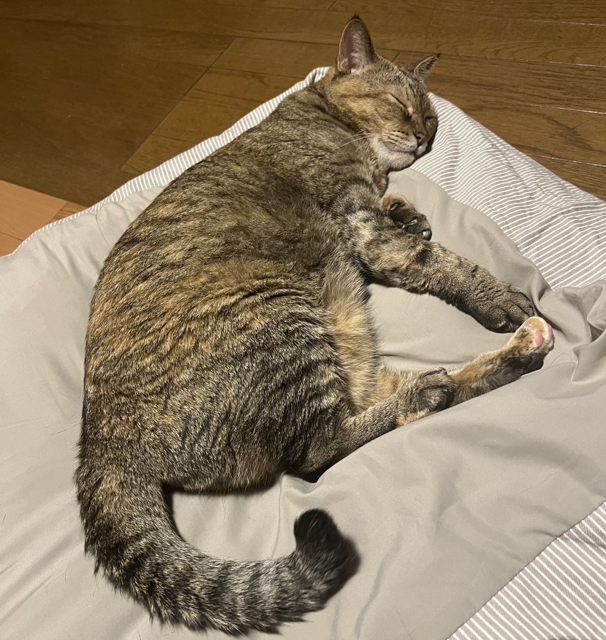 レビュー投稿画像