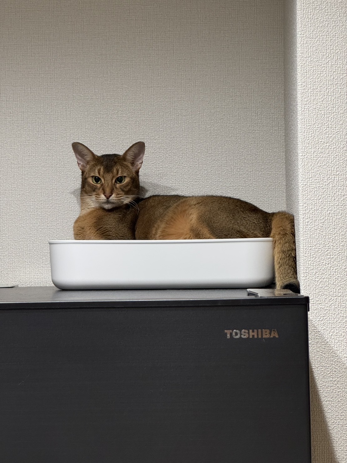 レビュー投稿画像