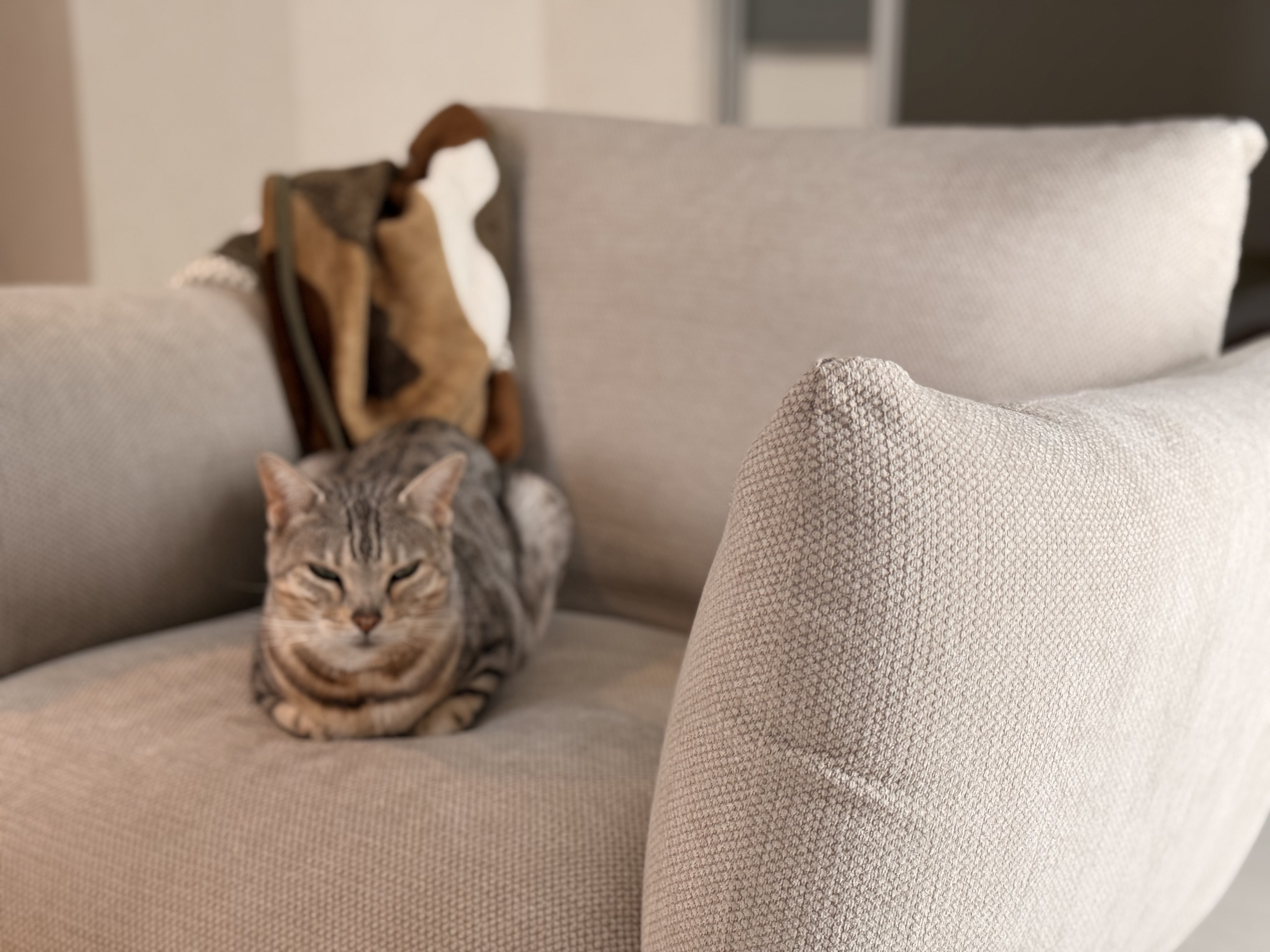 レビュー投稿画像