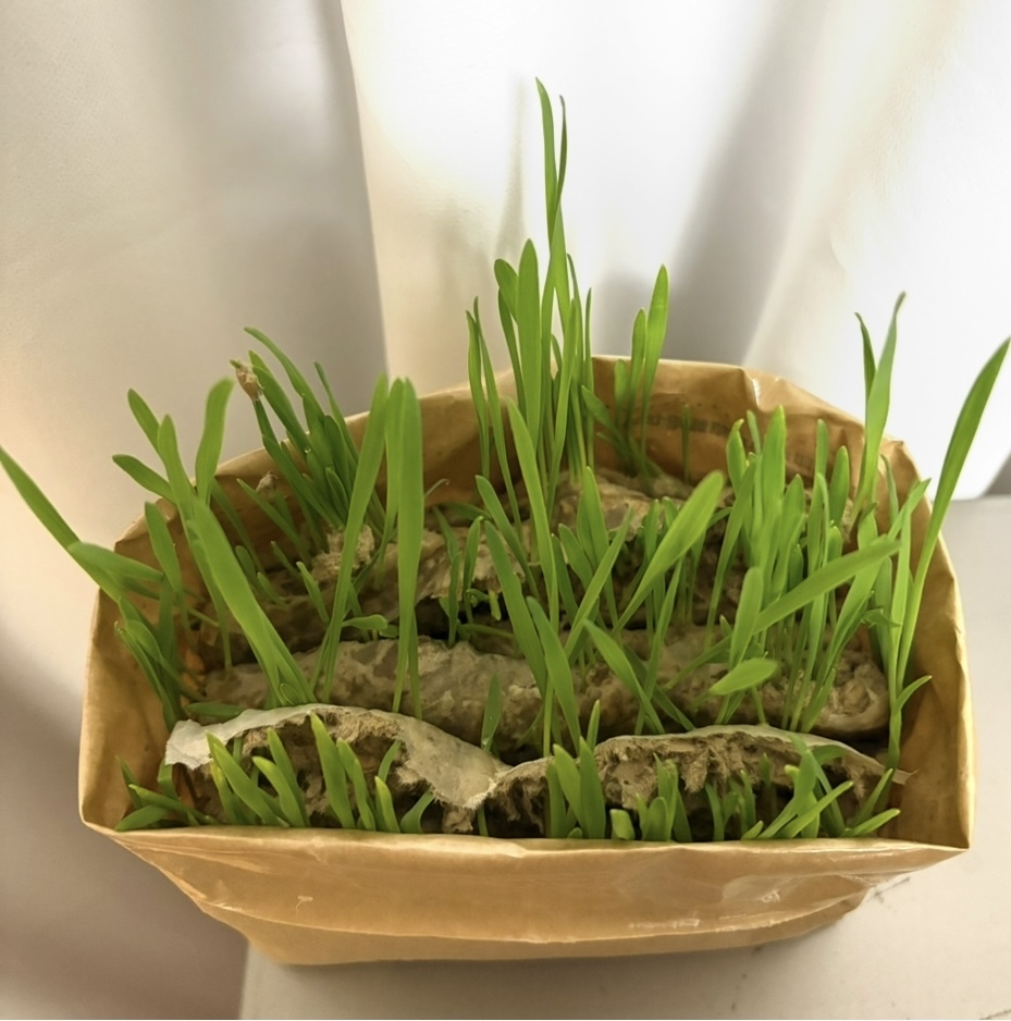 レビュー投稿画像