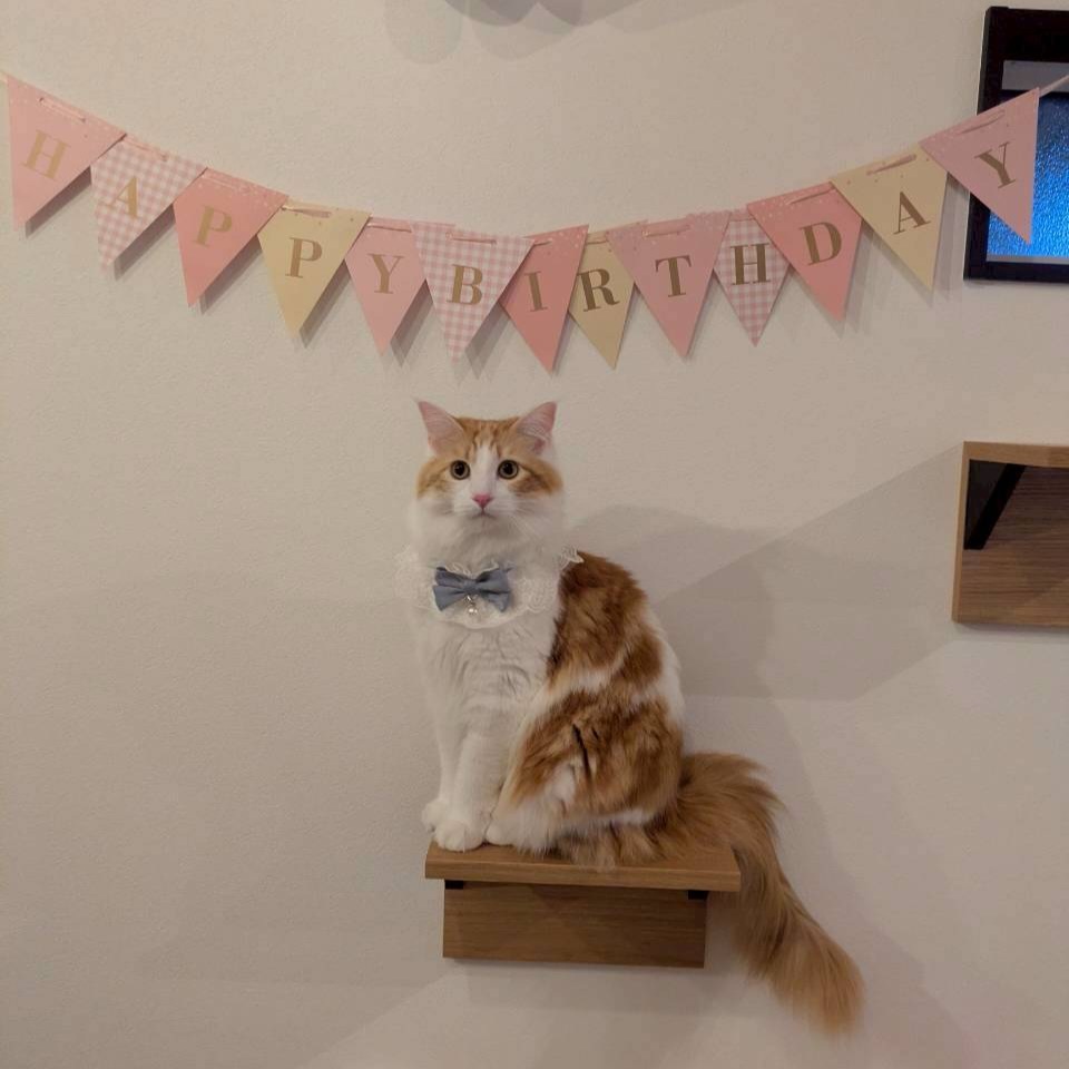 レビュー投稿画像