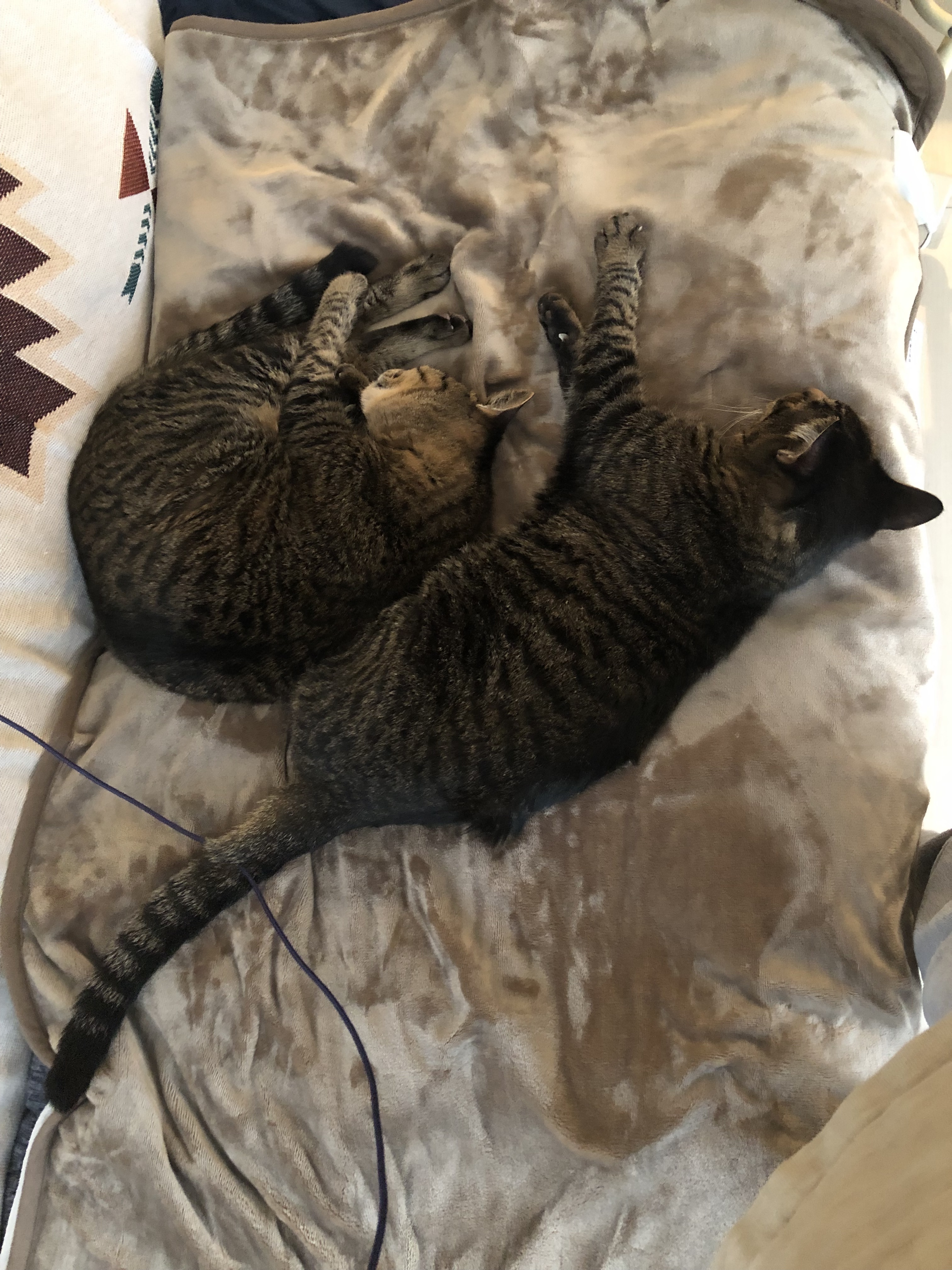 レビュー投稿画像