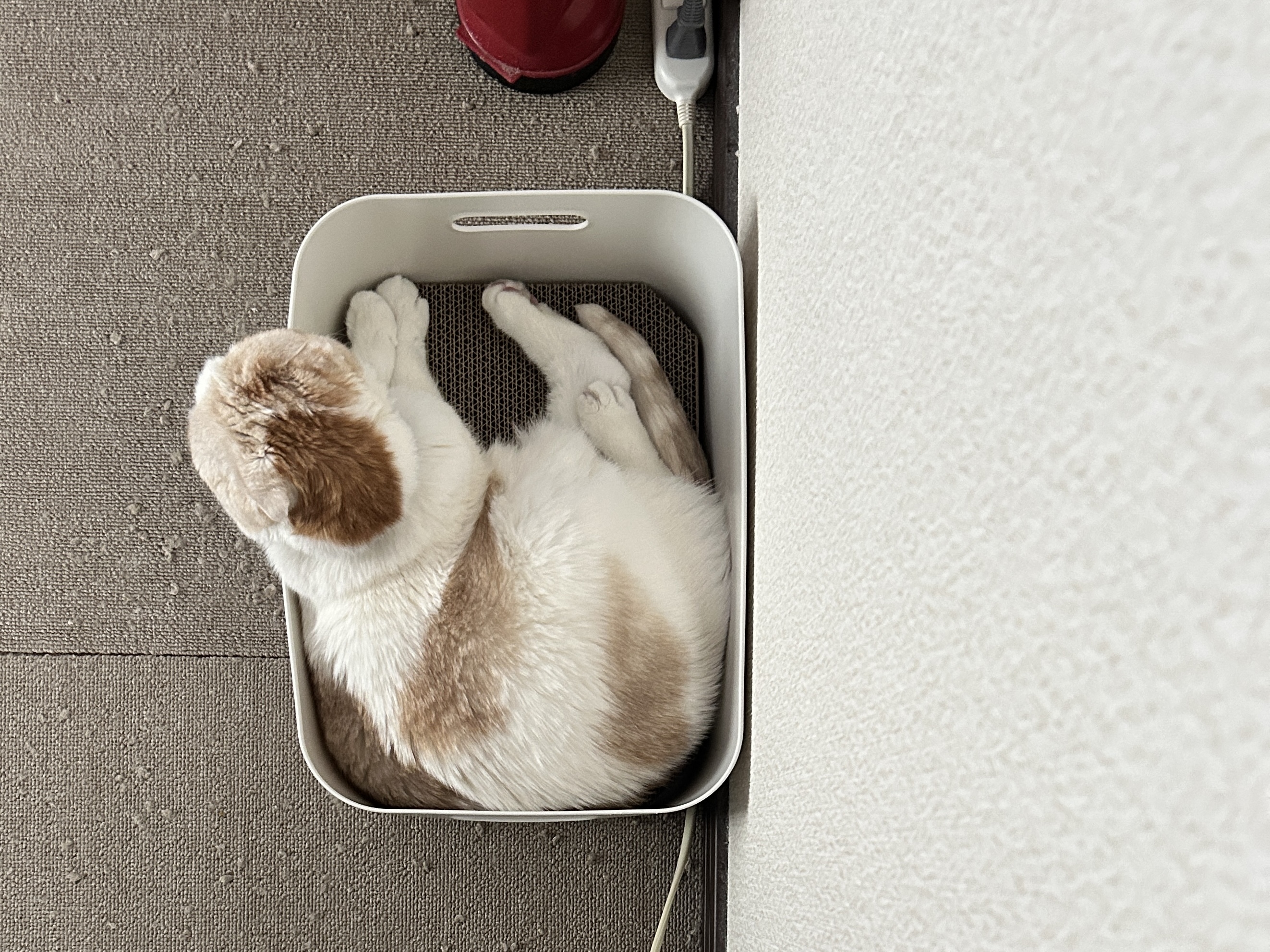 レビュー投稿画像