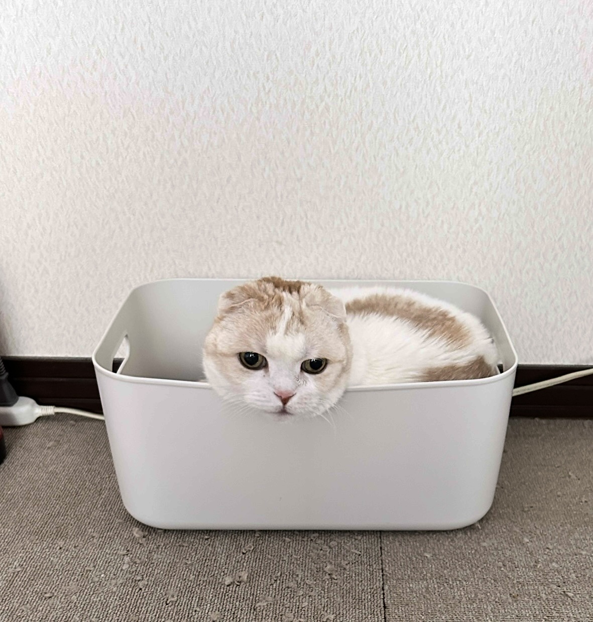 レビュー投稿画像