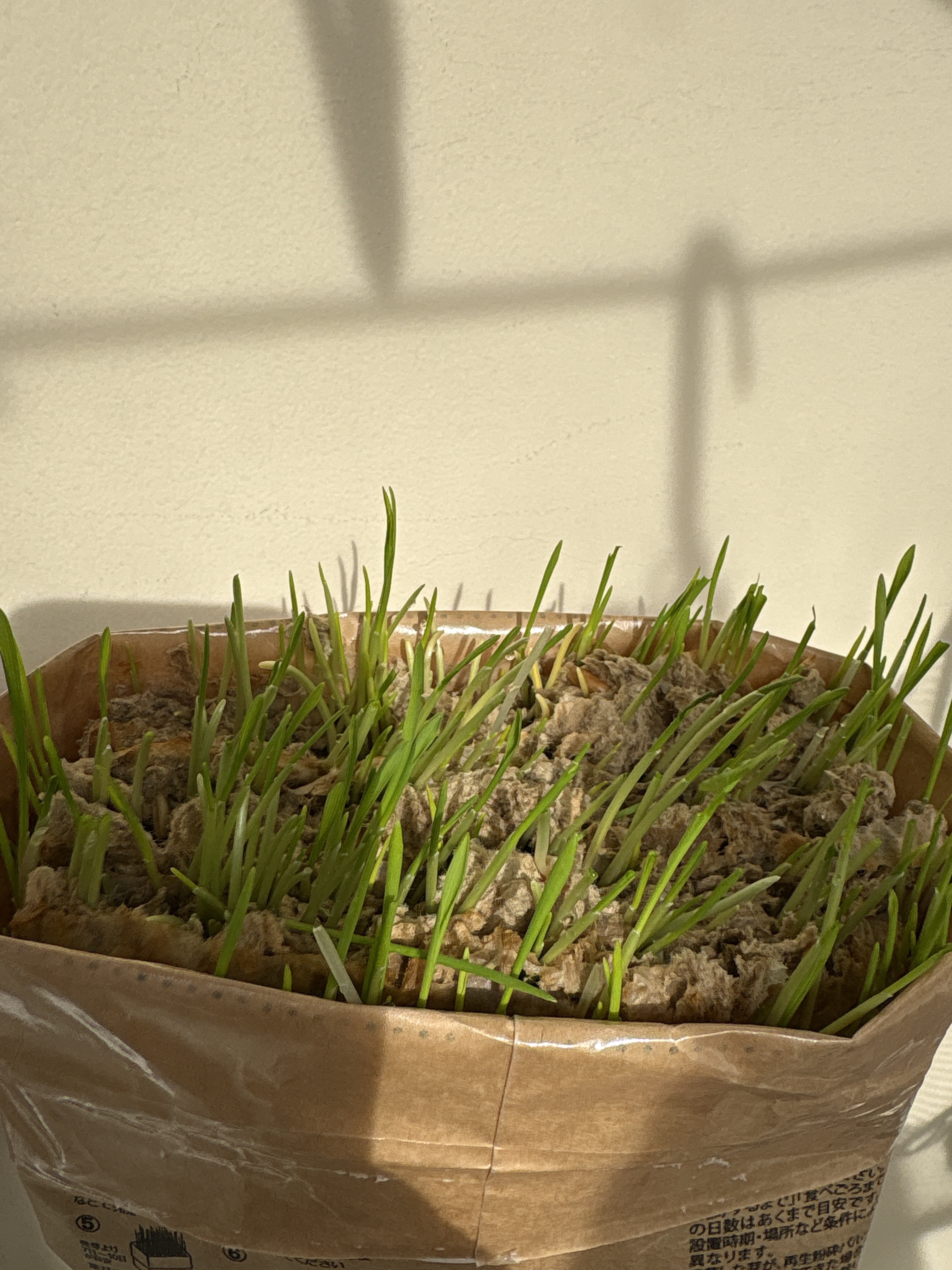 レビュー投稿画像