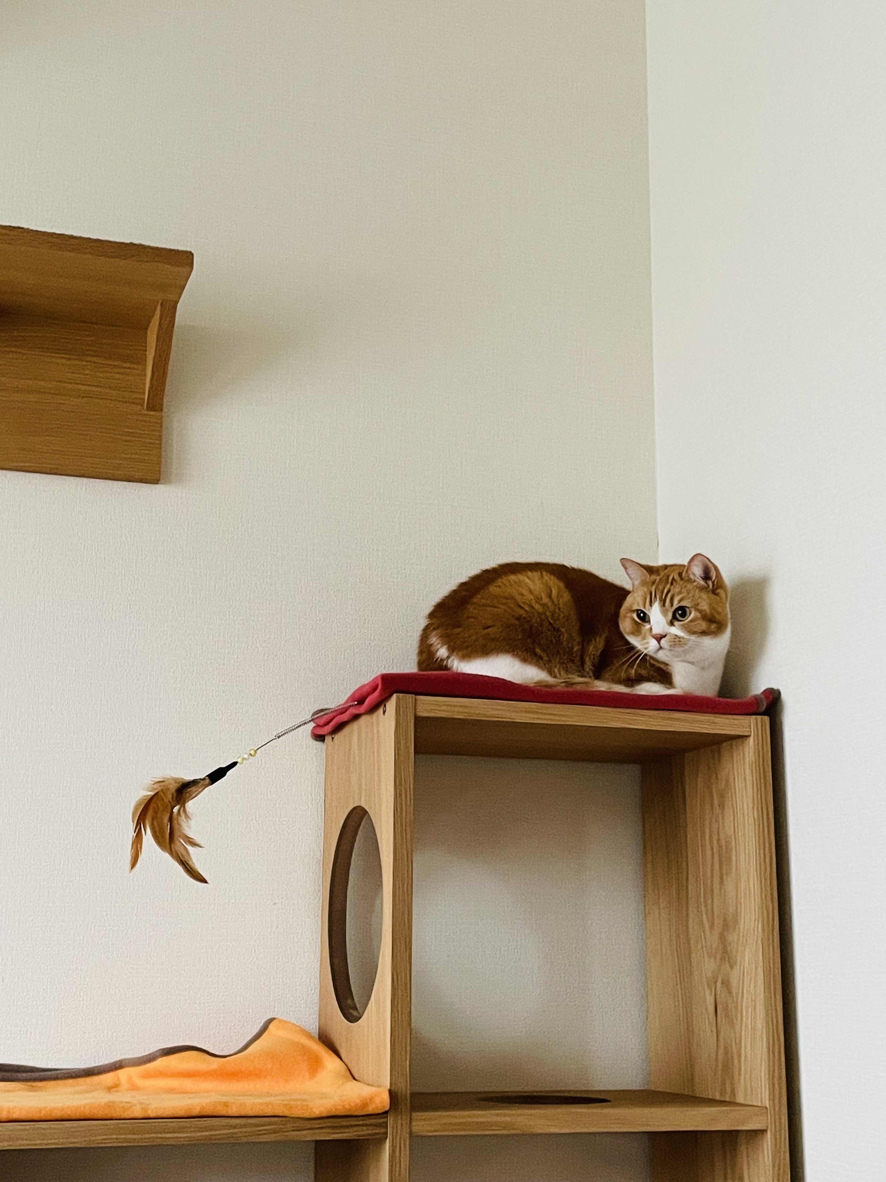 レビュー投稿画像