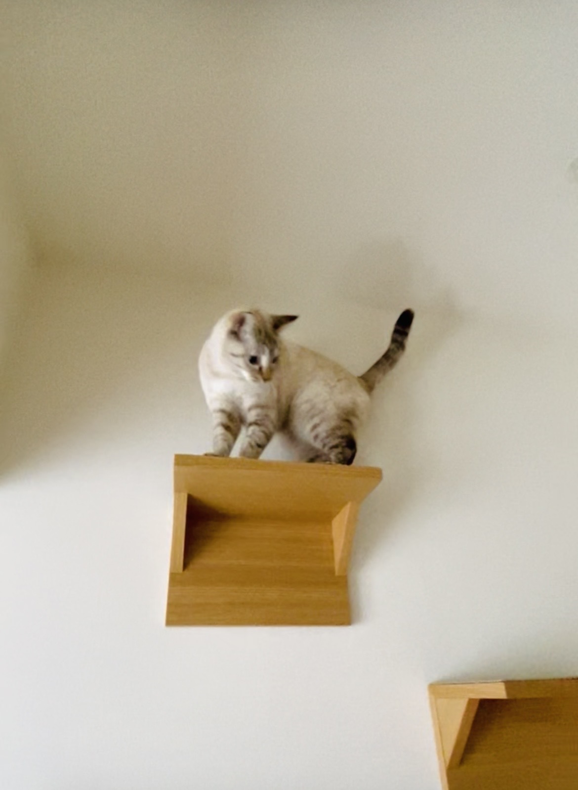 レビュー投稿画像