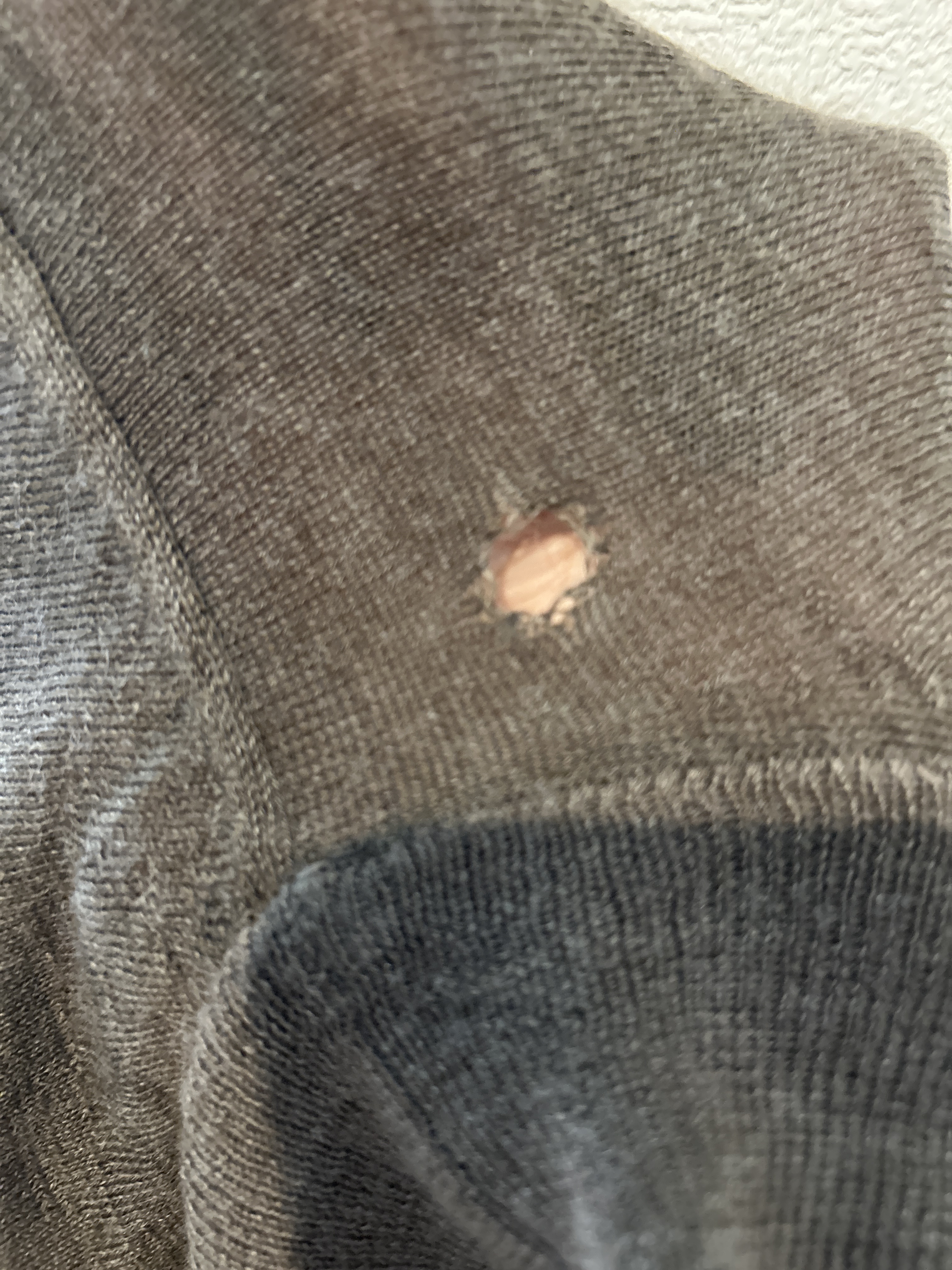 レビュー投稿画像