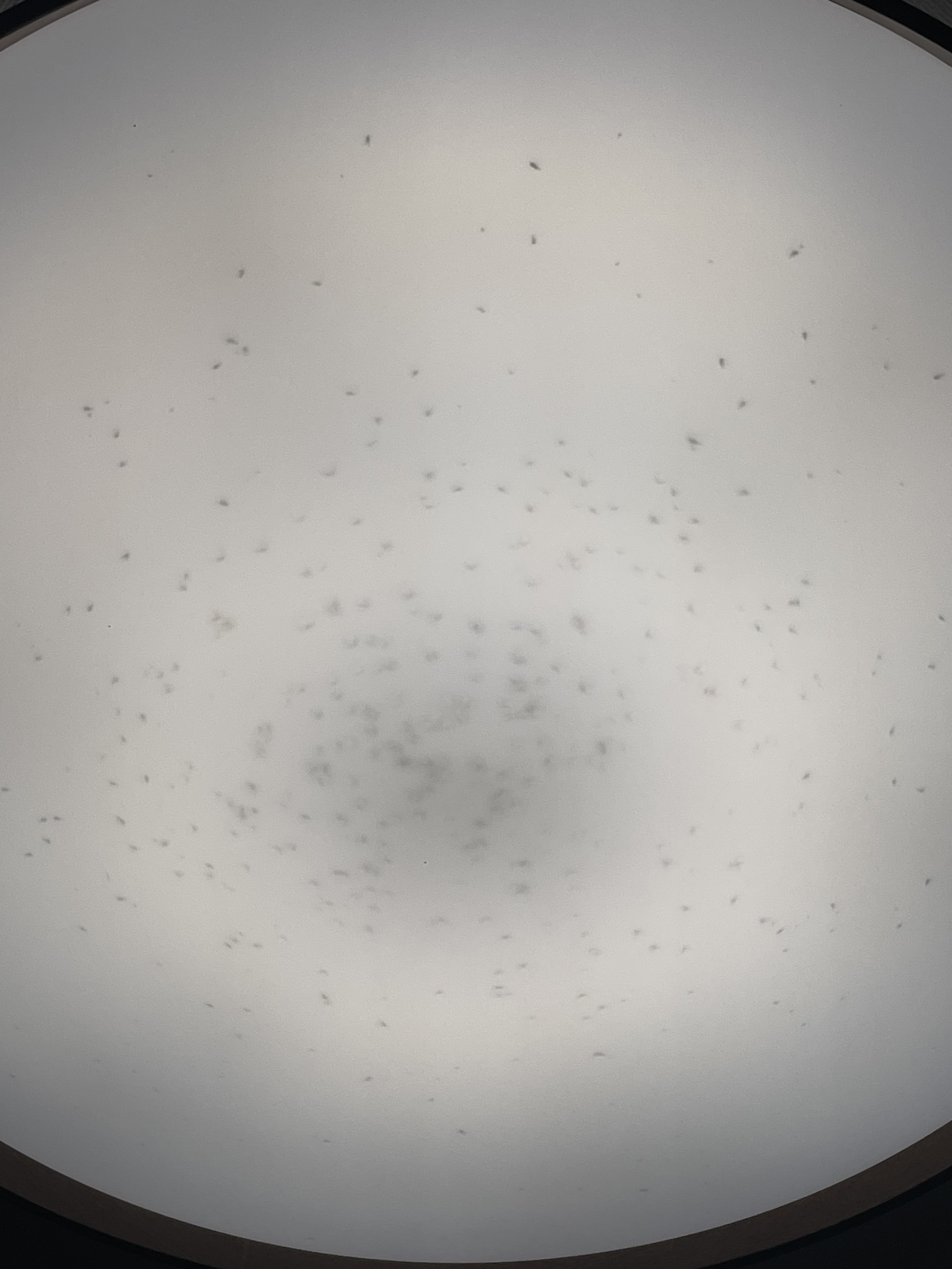 レビュー投稿画像