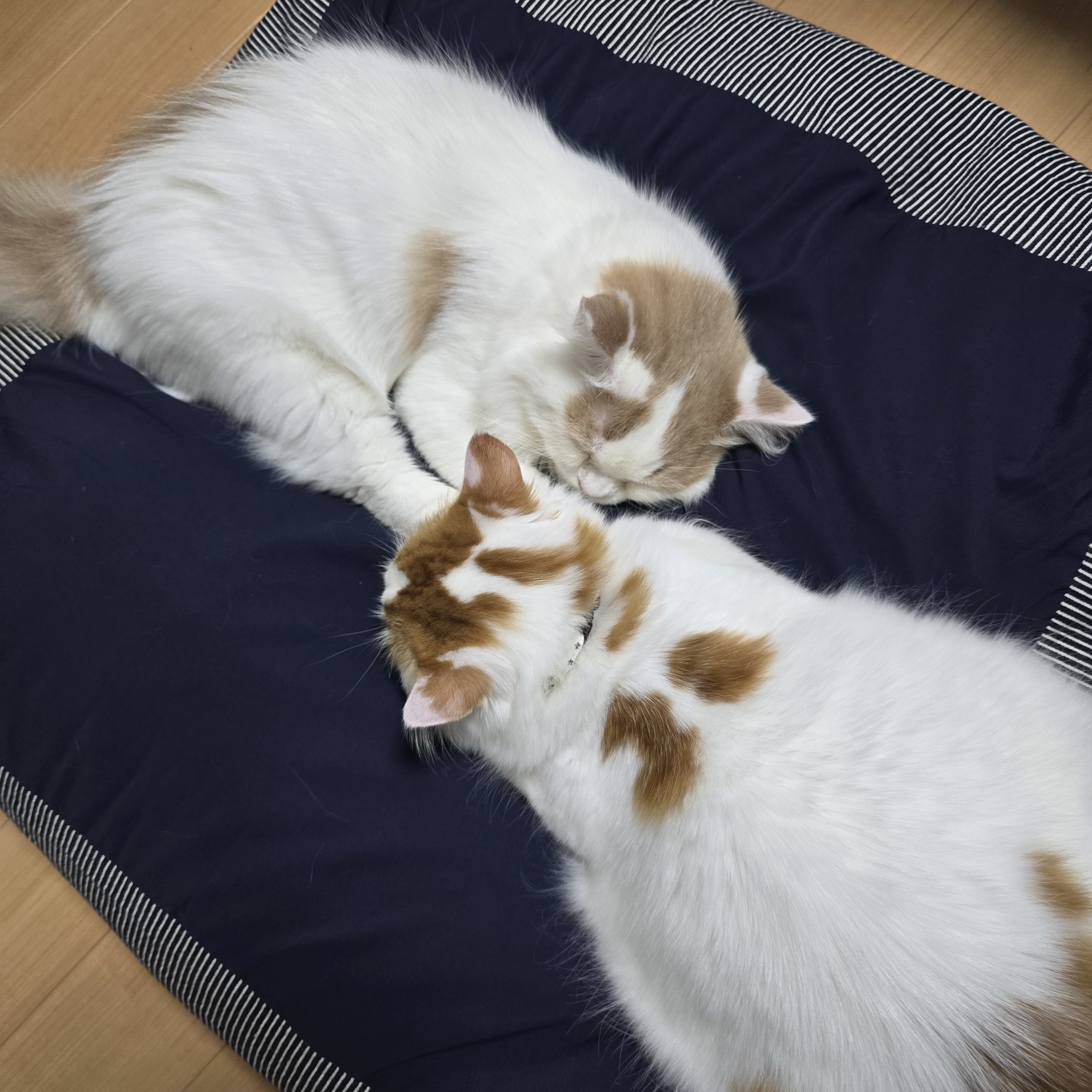 レビュー投稿画像