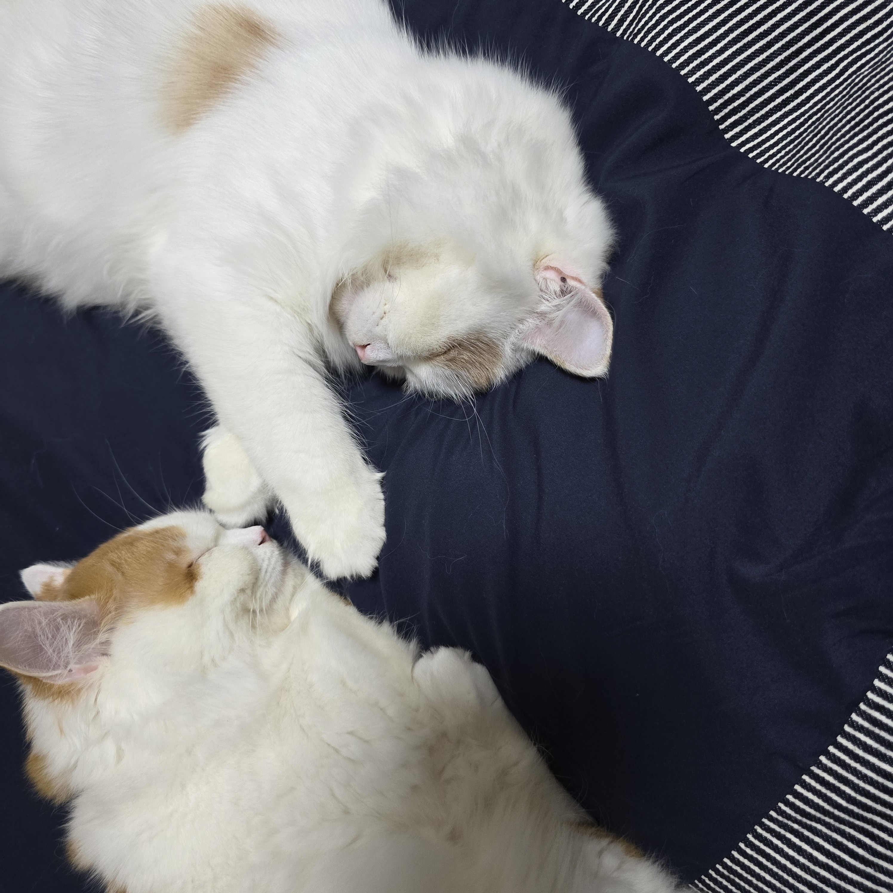 レビュー投稿画像