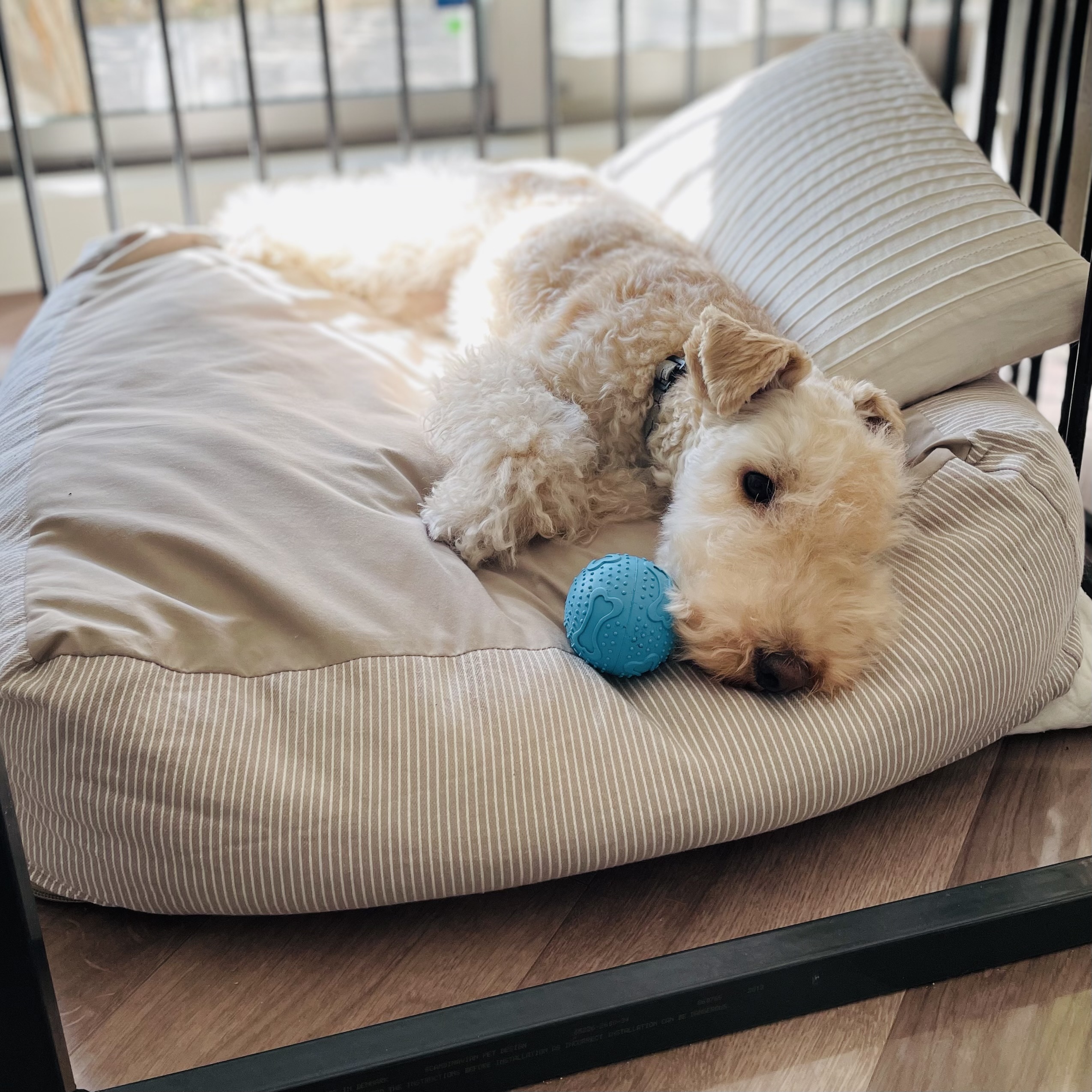 レビュー投稿画像