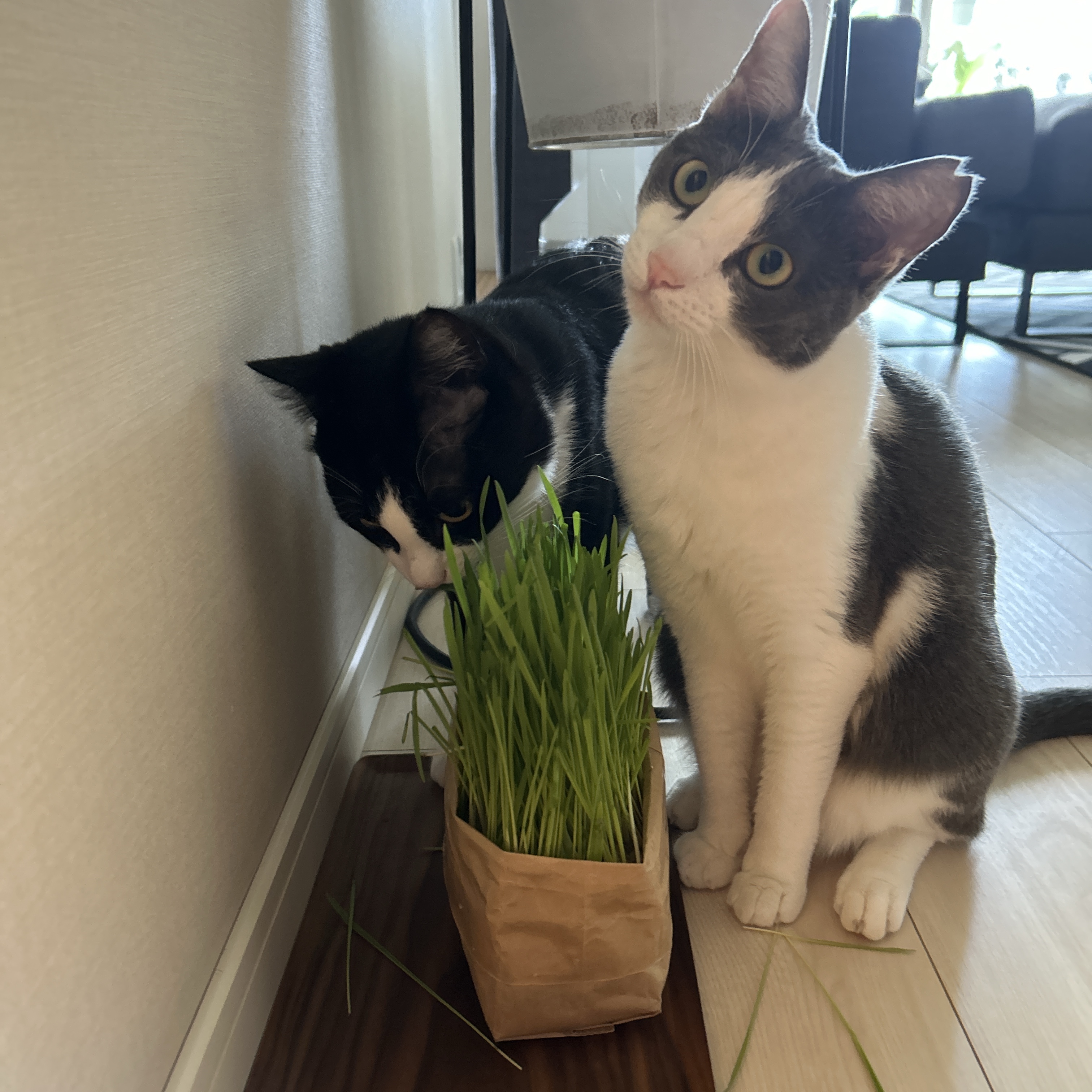 レビュー投稿画像