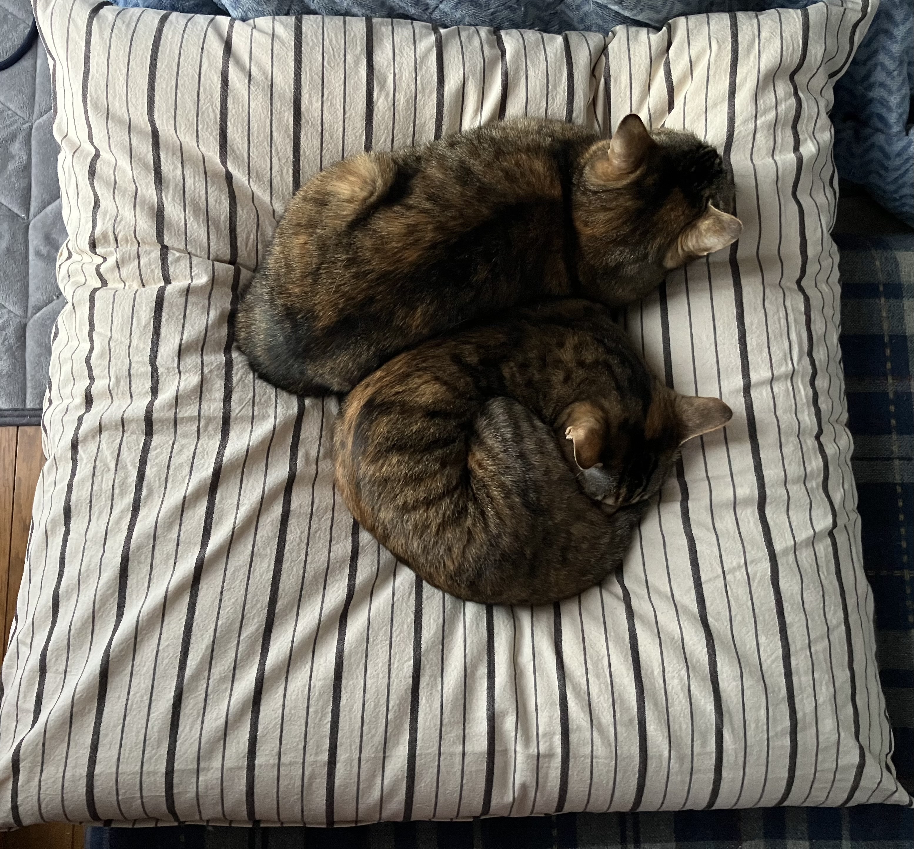 レビュー投稿画像