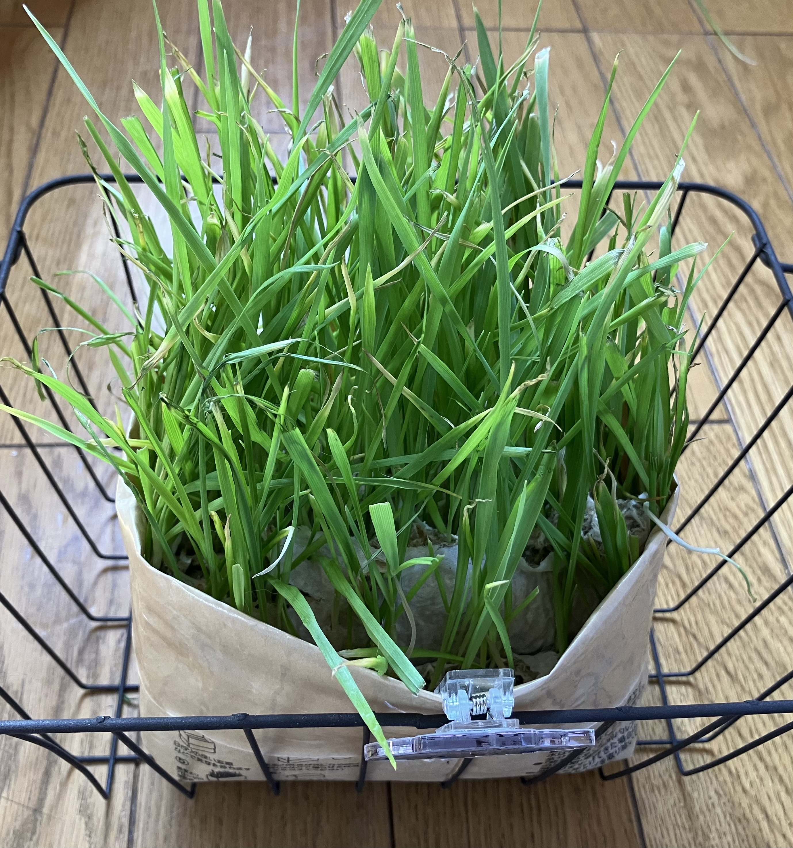 レビュー投稿画像