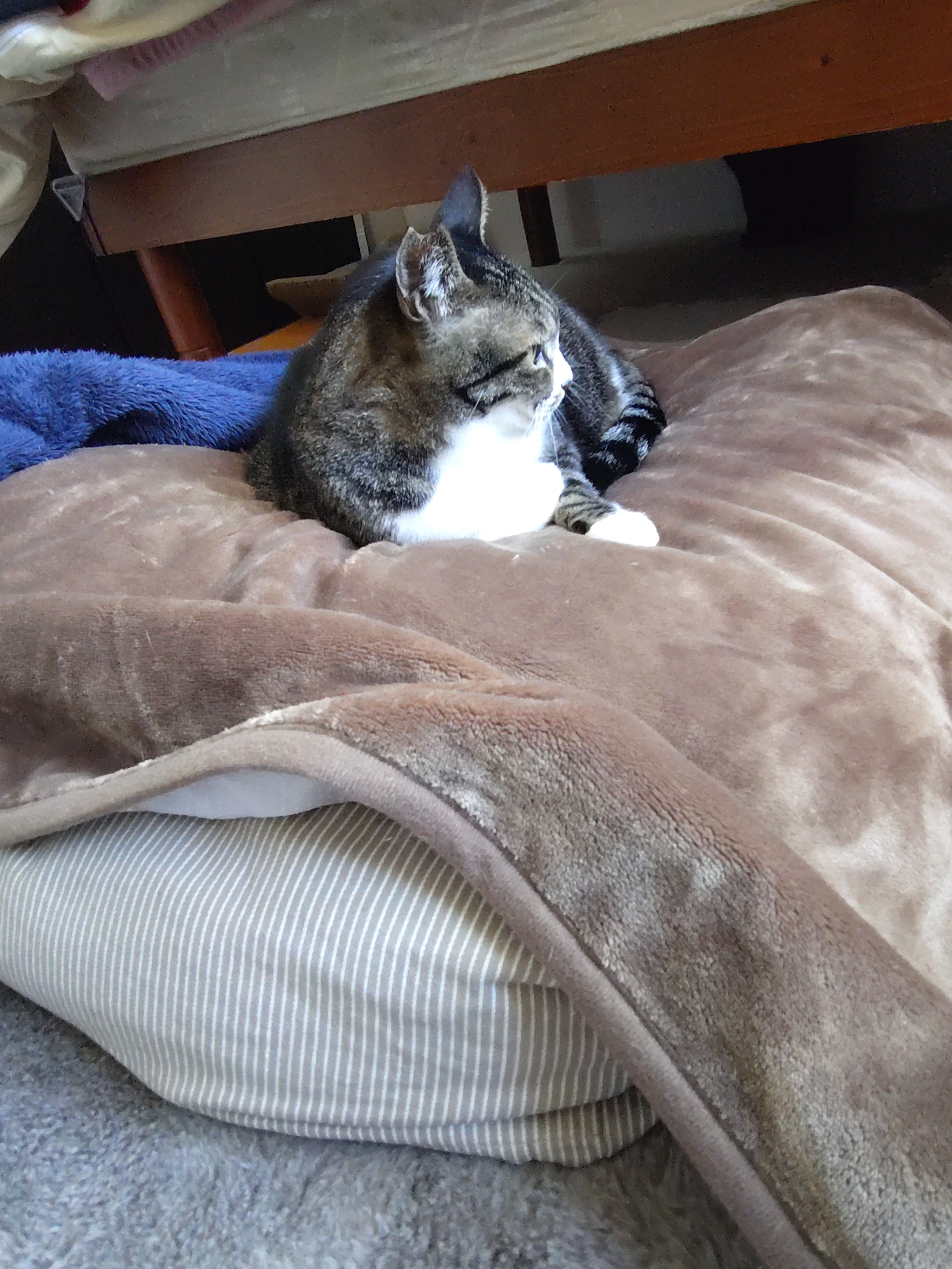 レビュー投稿画像