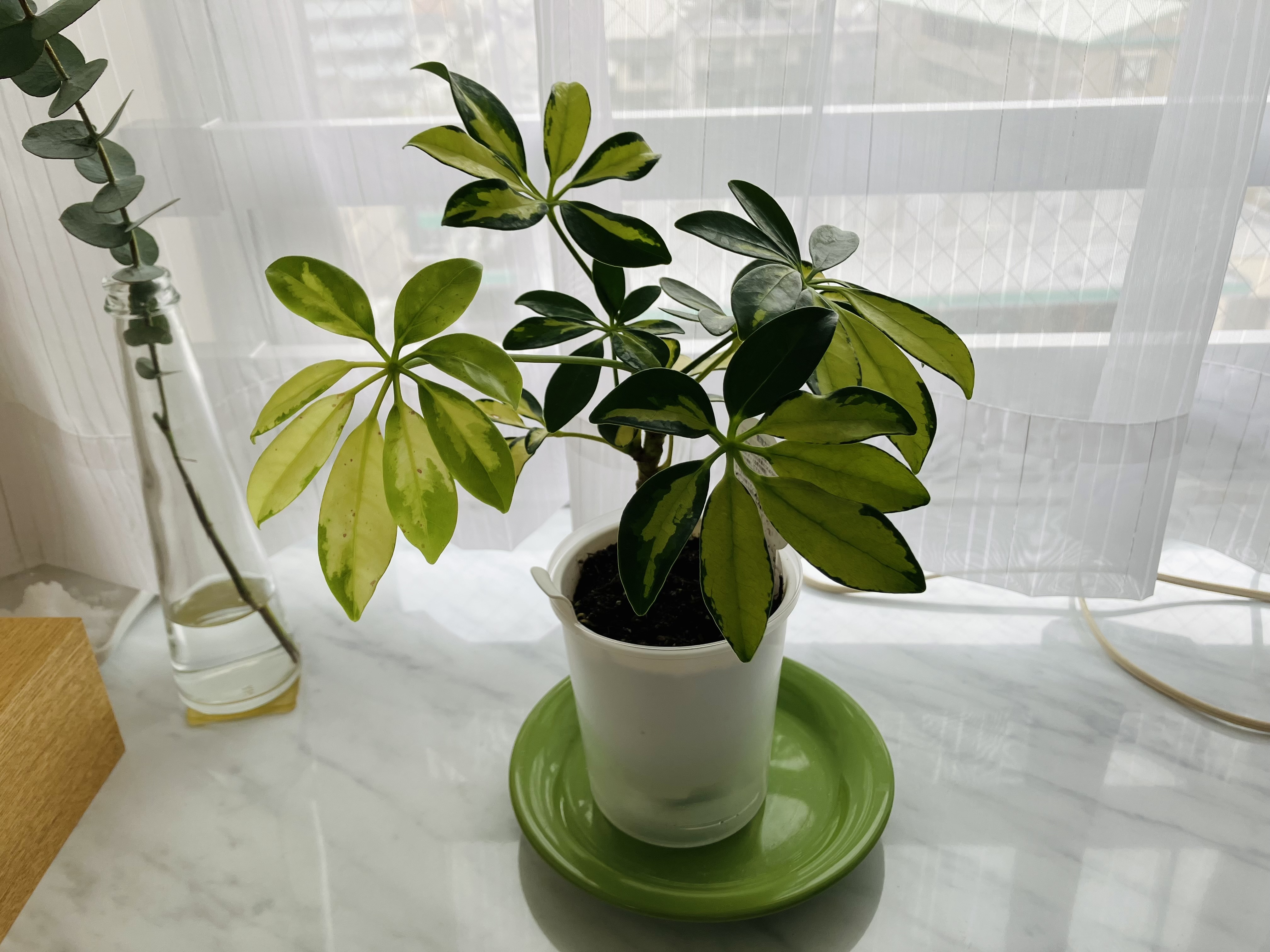 レビュー投稿画像