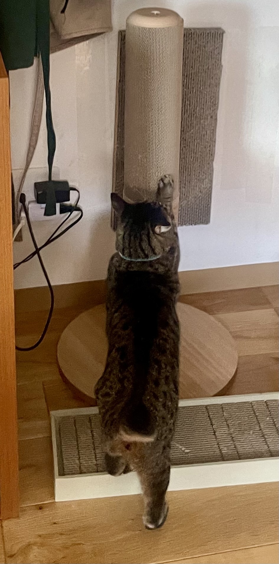 レビュー投稿画像