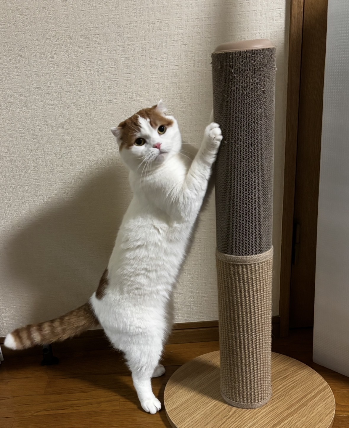 レビュー投稿画像