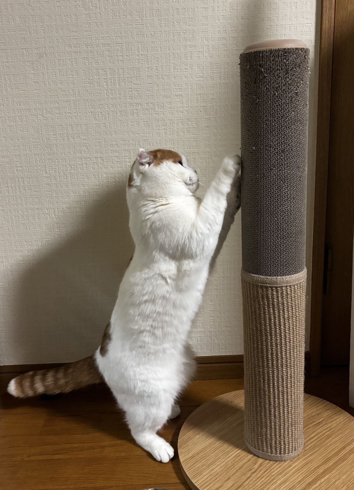 レビュー投稿画像