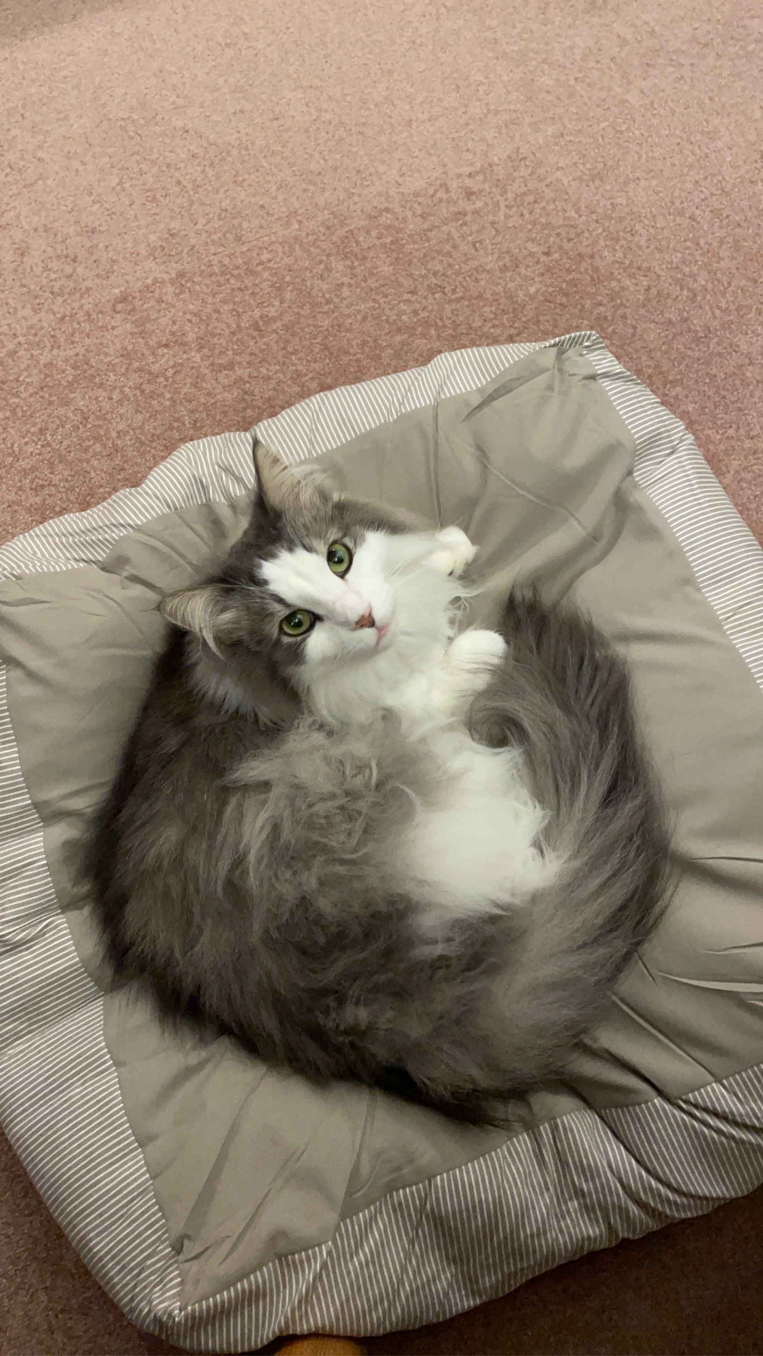 レビュー投稿画像