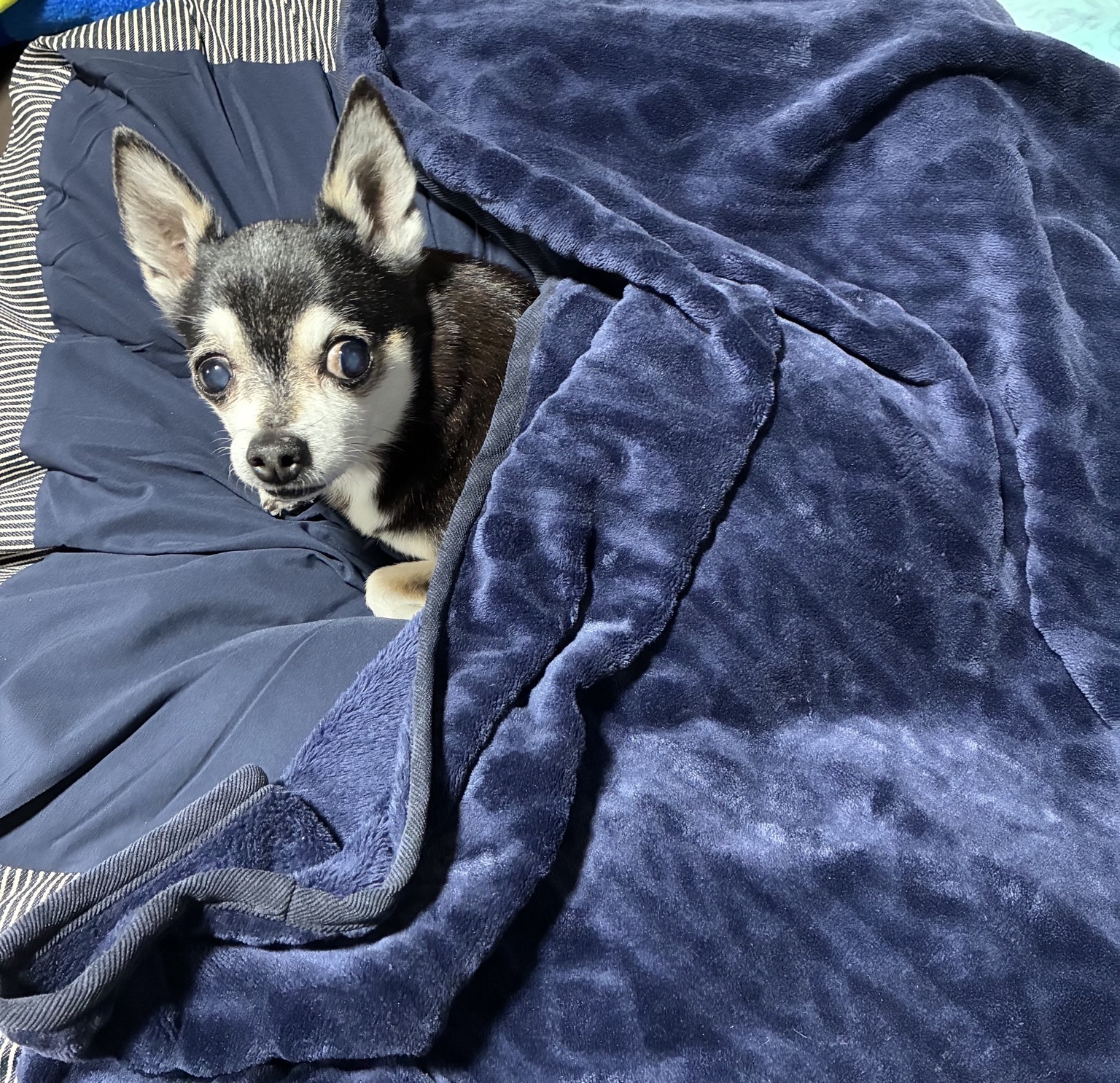 レビュー投稿画像