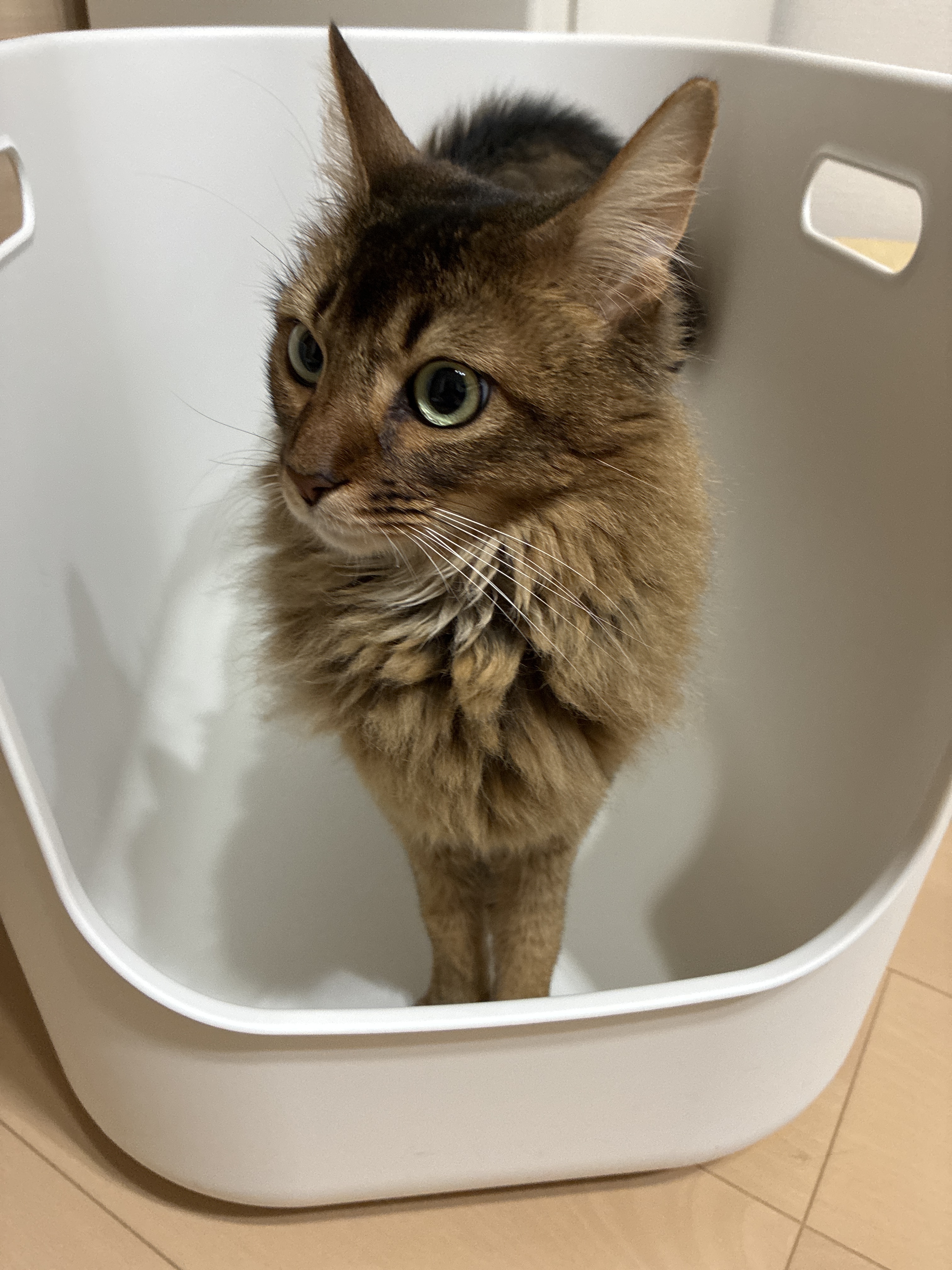 レビュー投稿画像