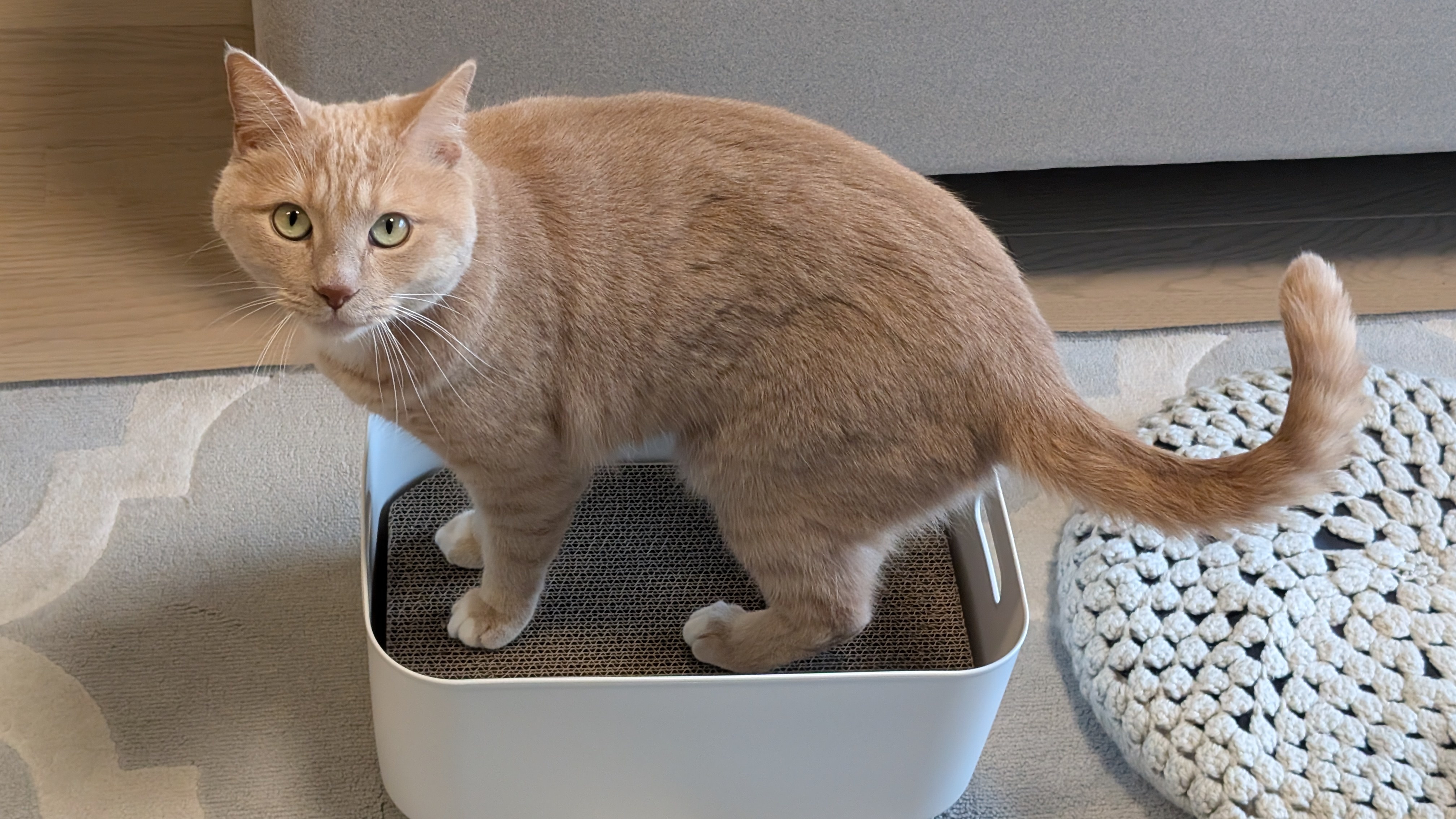 レビュー投稿画像