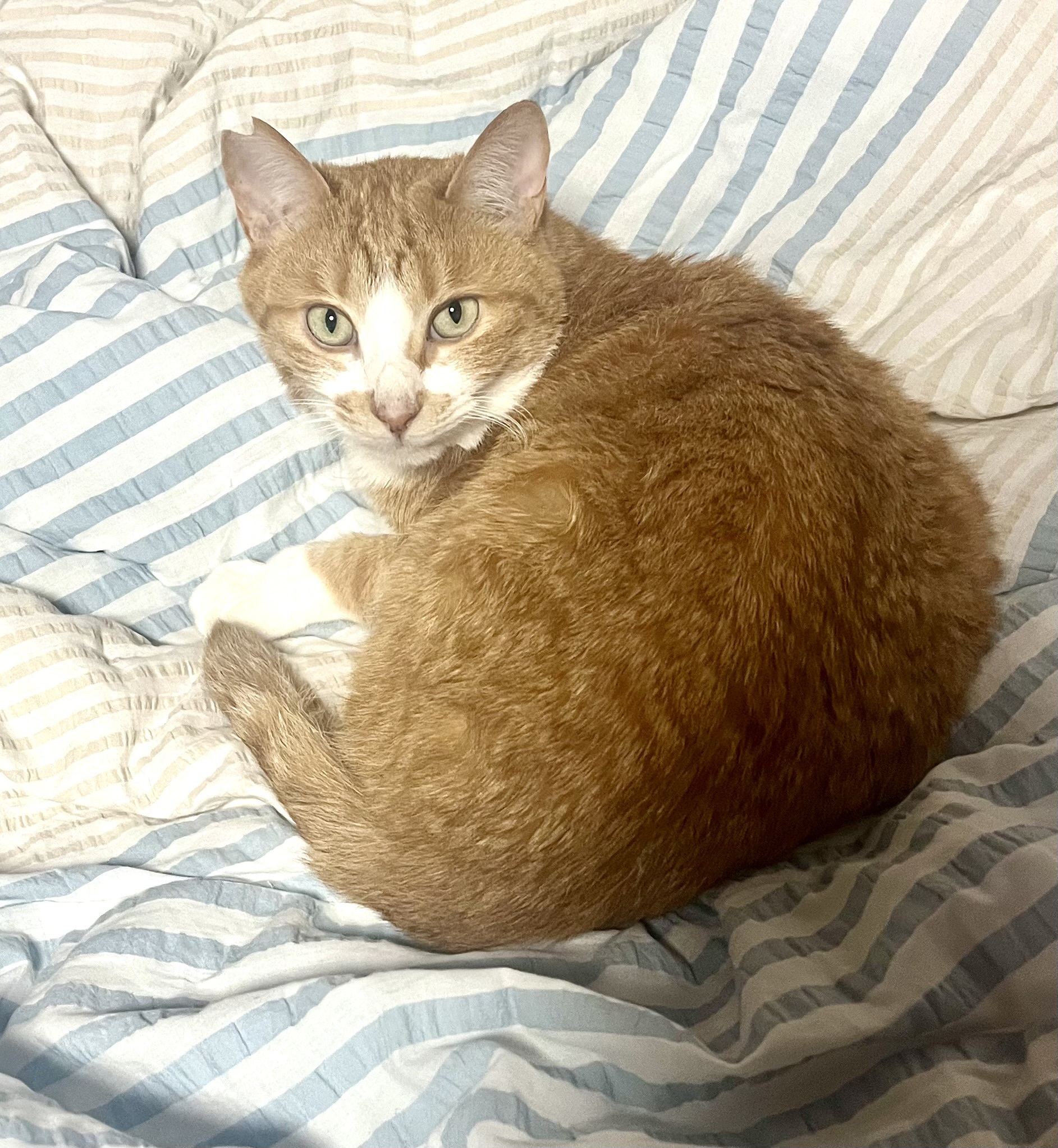 レビュー投稿画像