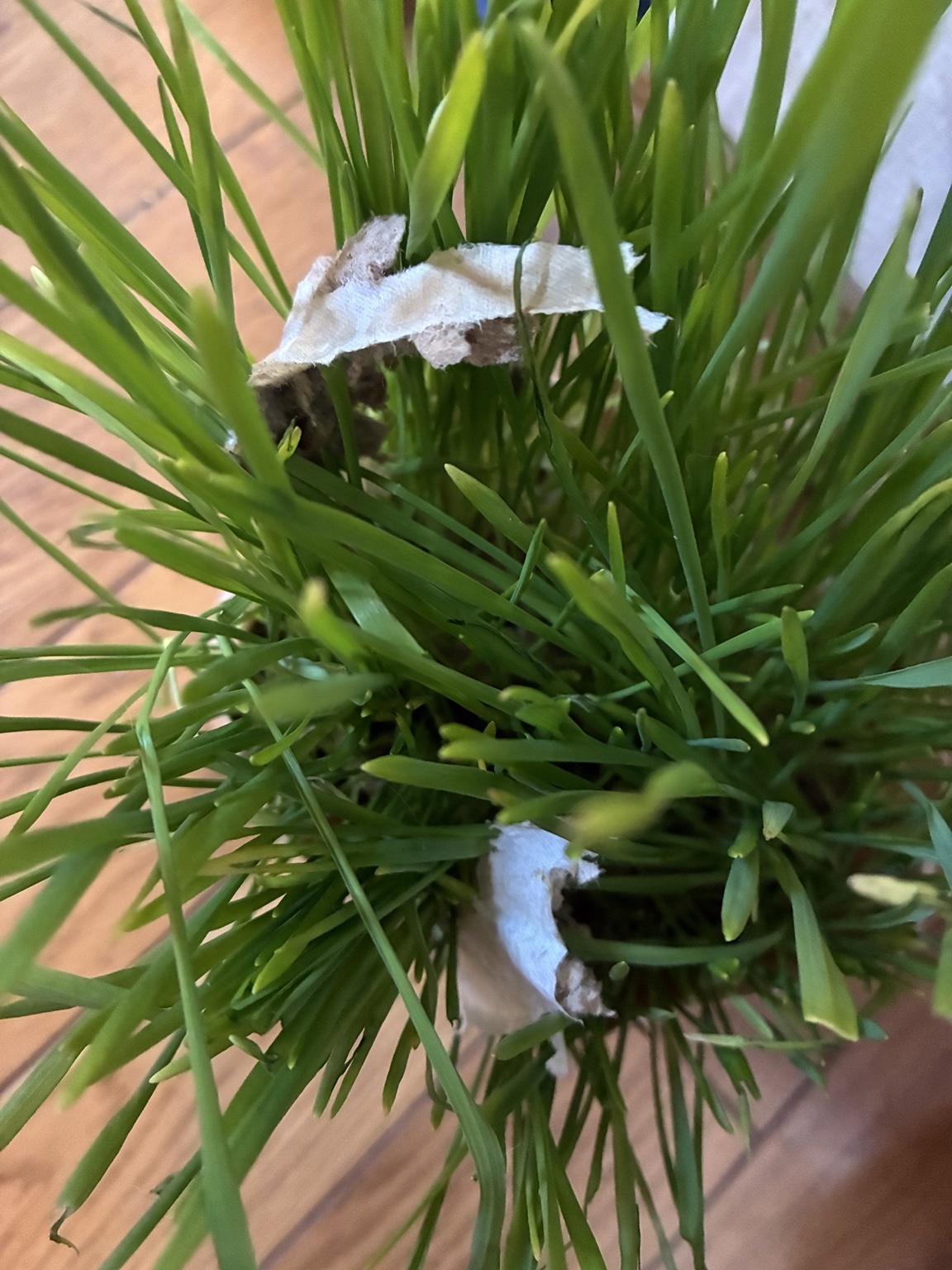 レビュー投稿画像