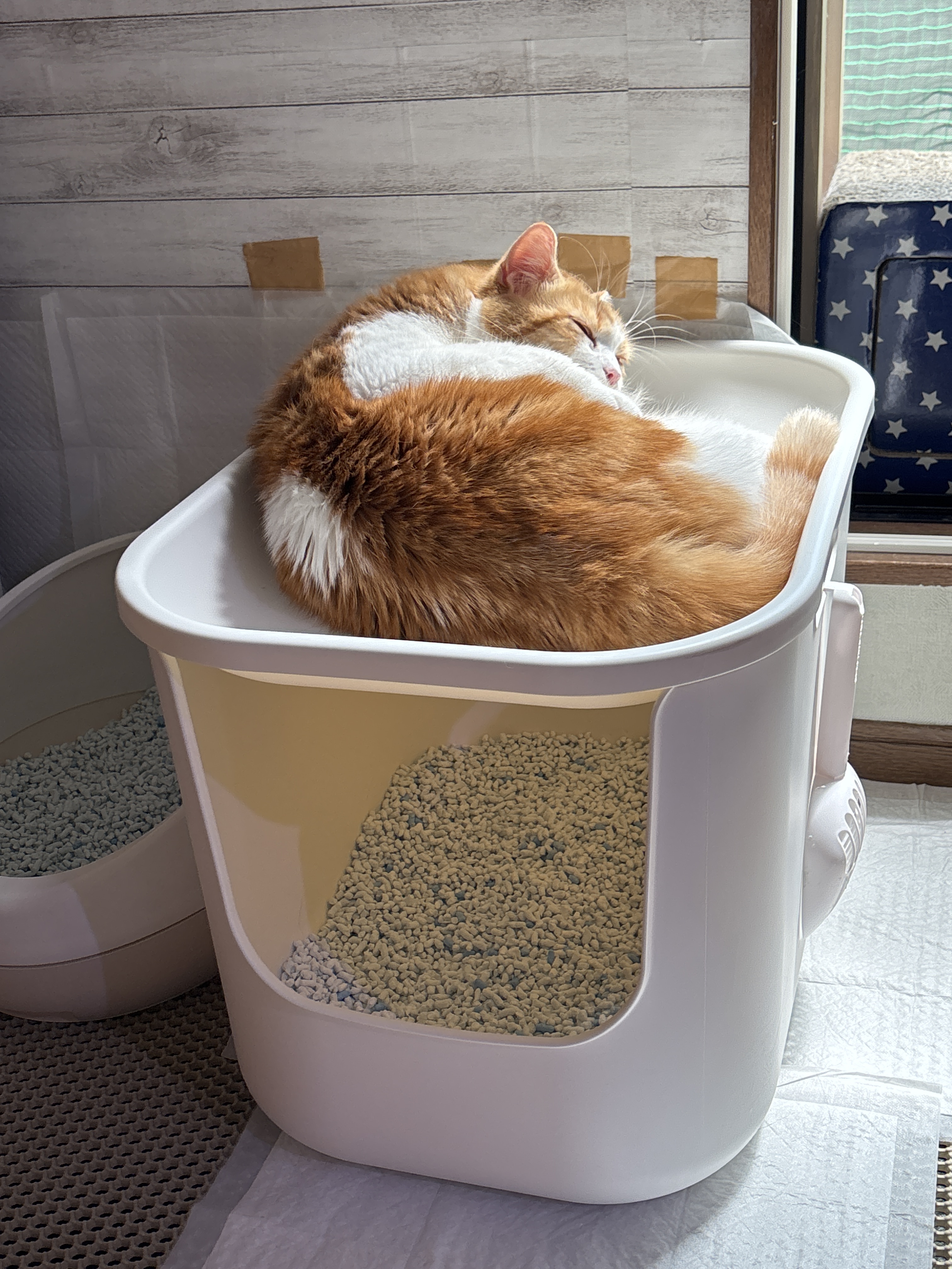 レビュー投稿画像