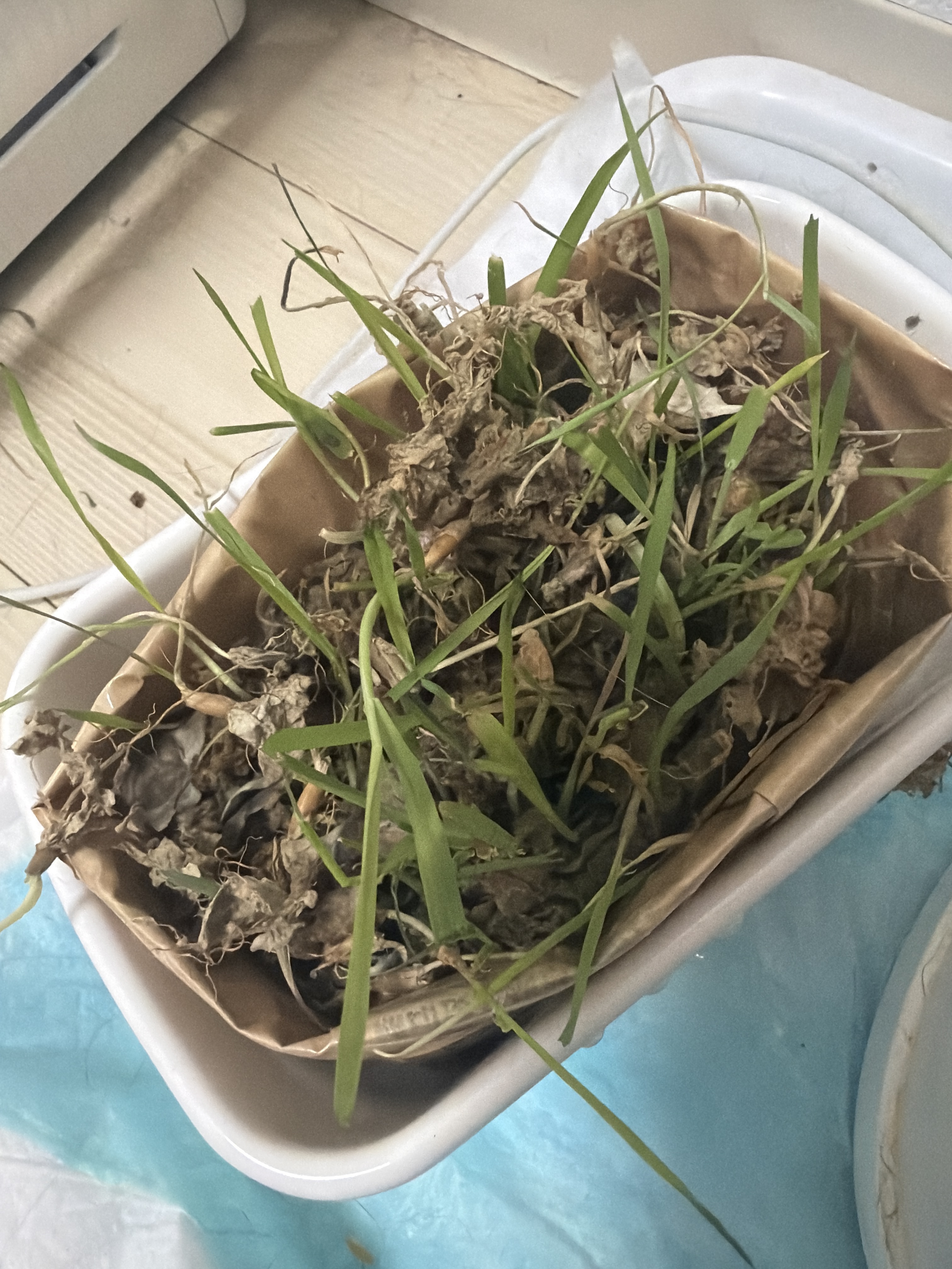 レビュー投稿画像