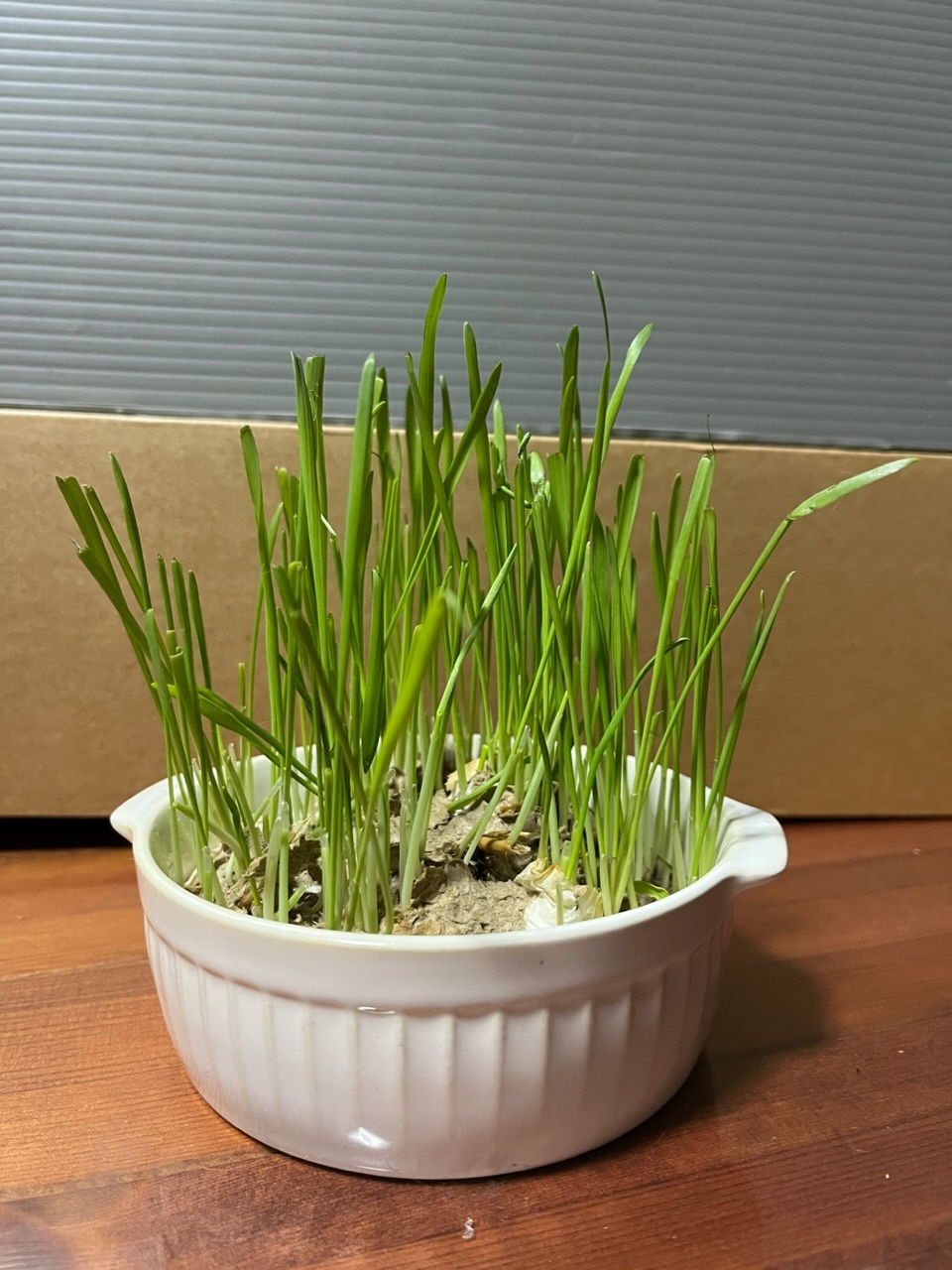 レビュー投稿画像