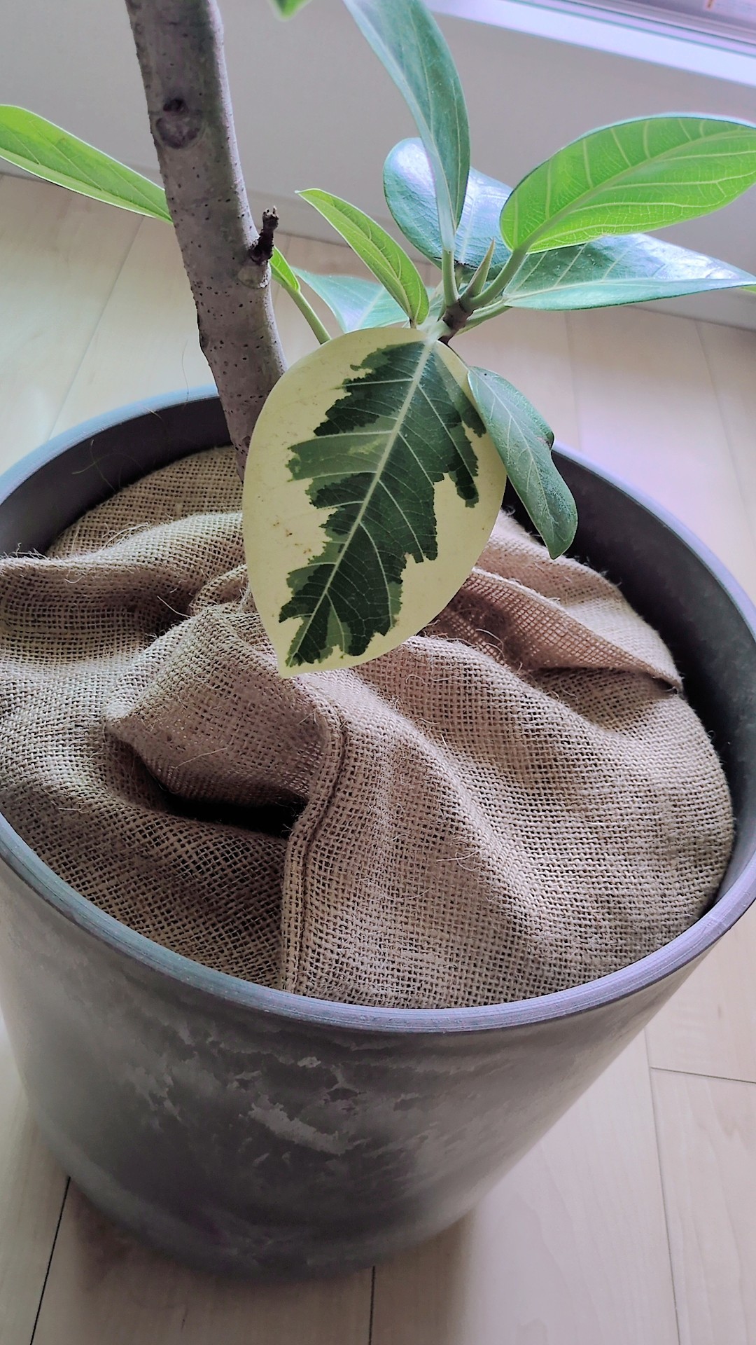 レビュー投稿画像