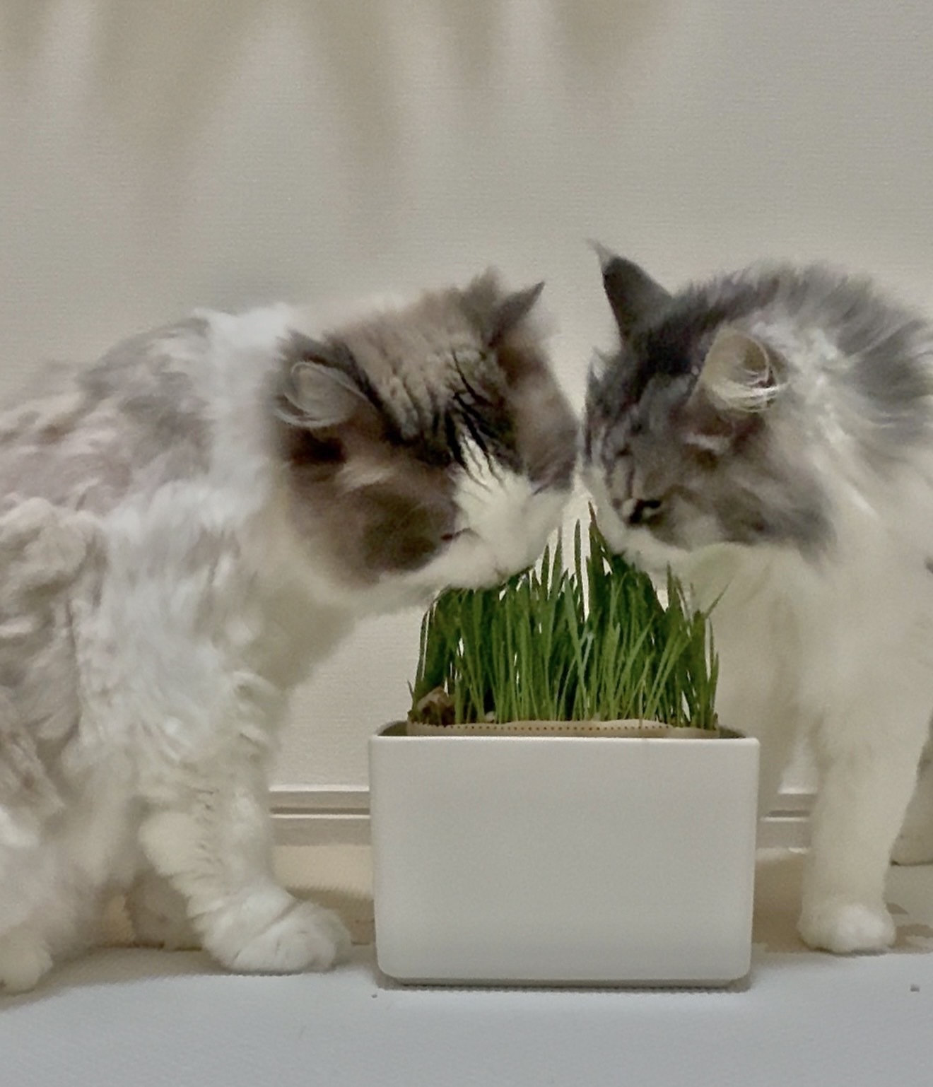 土を使っていない 猫草栽培セット | 無印良品