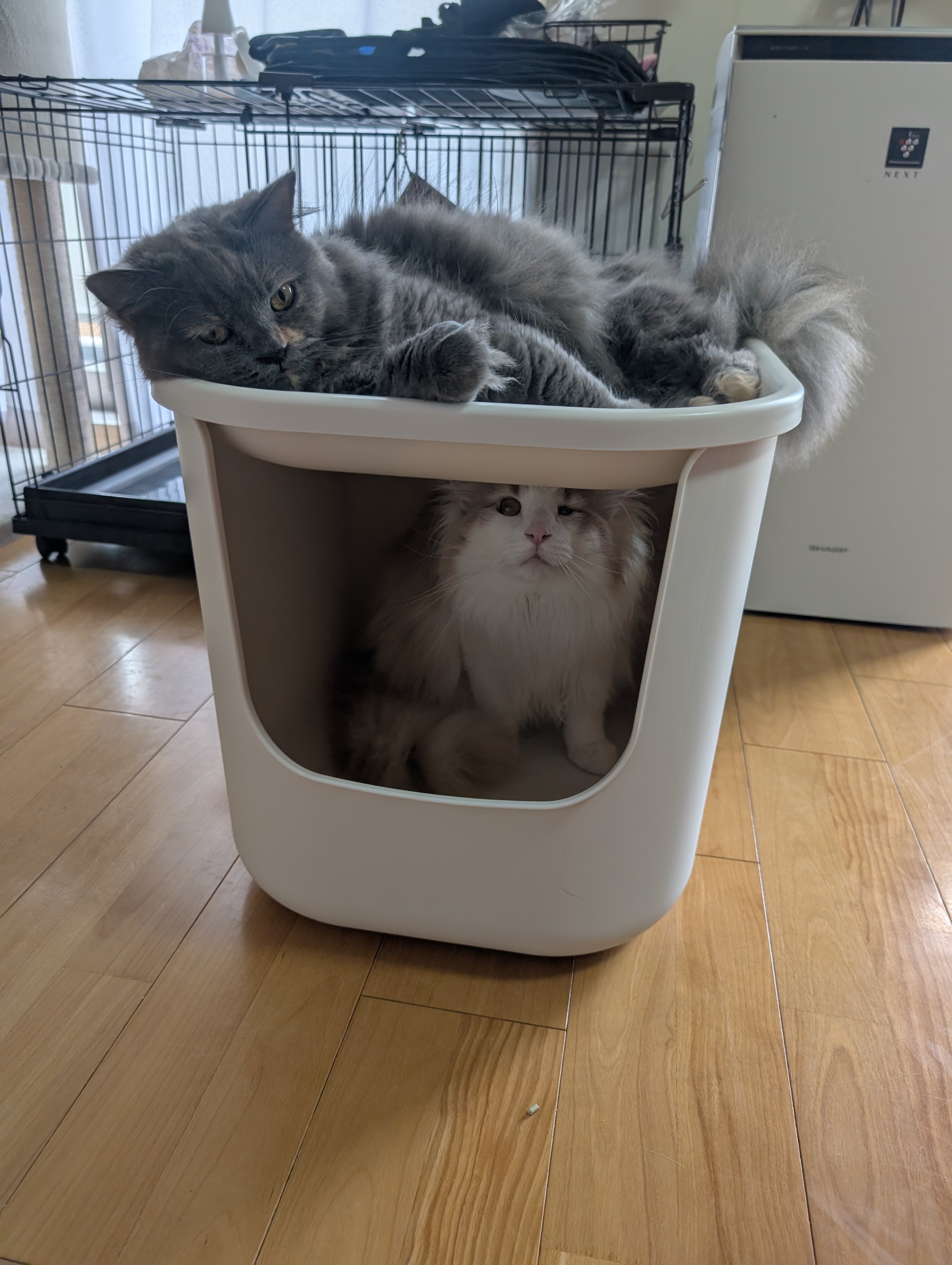 レビュー投稿画像