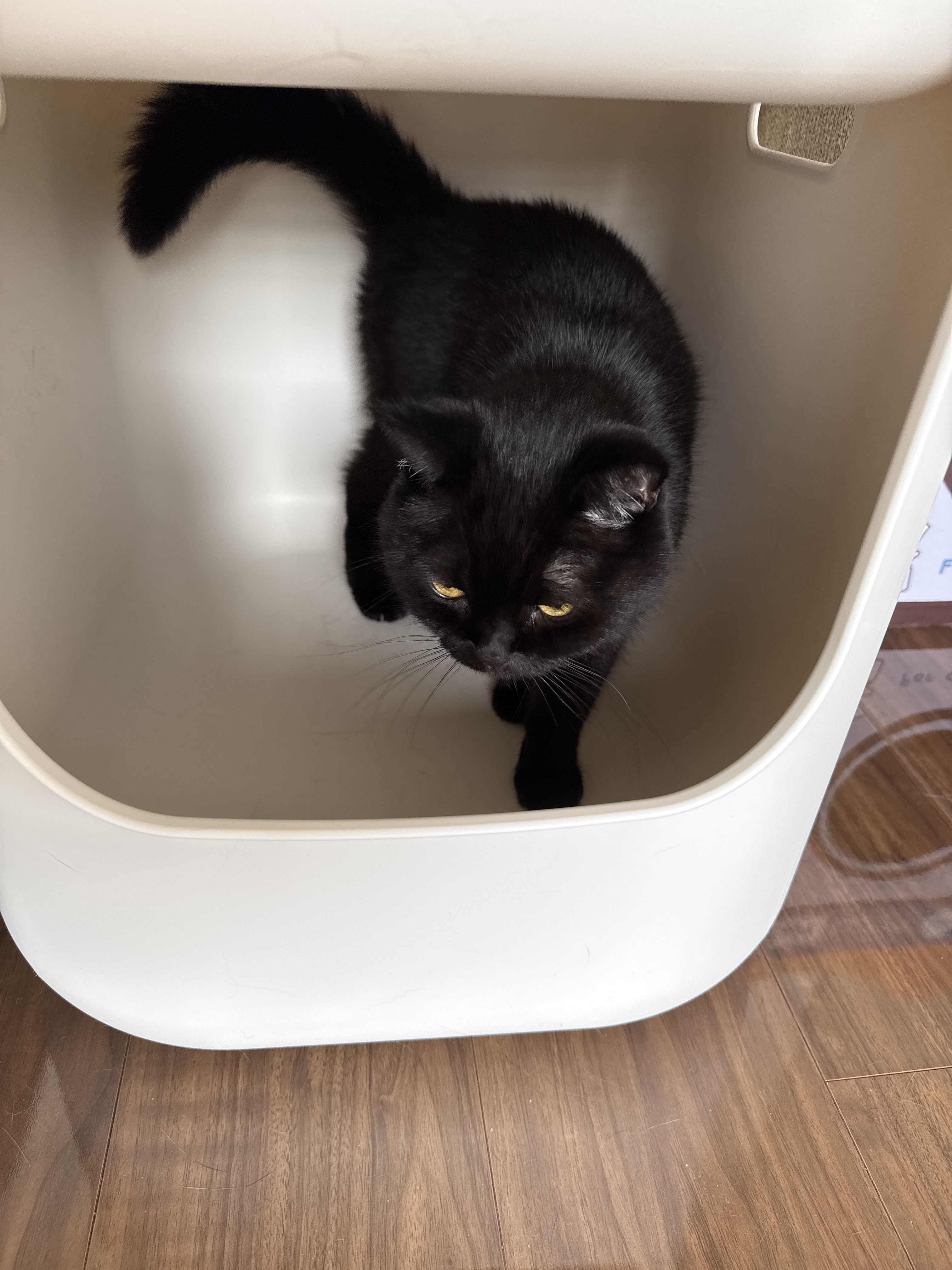 無印 猫 トイレ