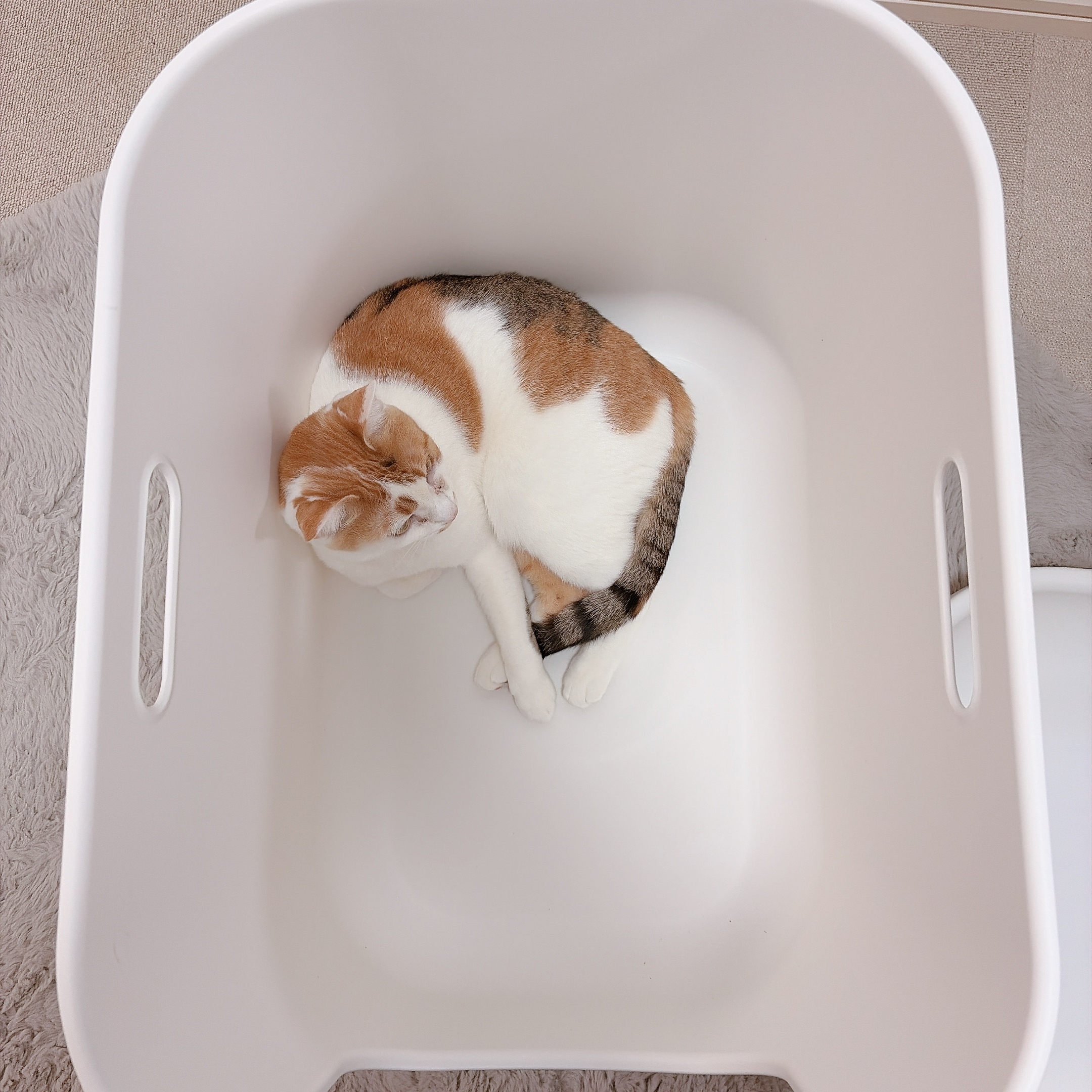 無印 猫 トイレ