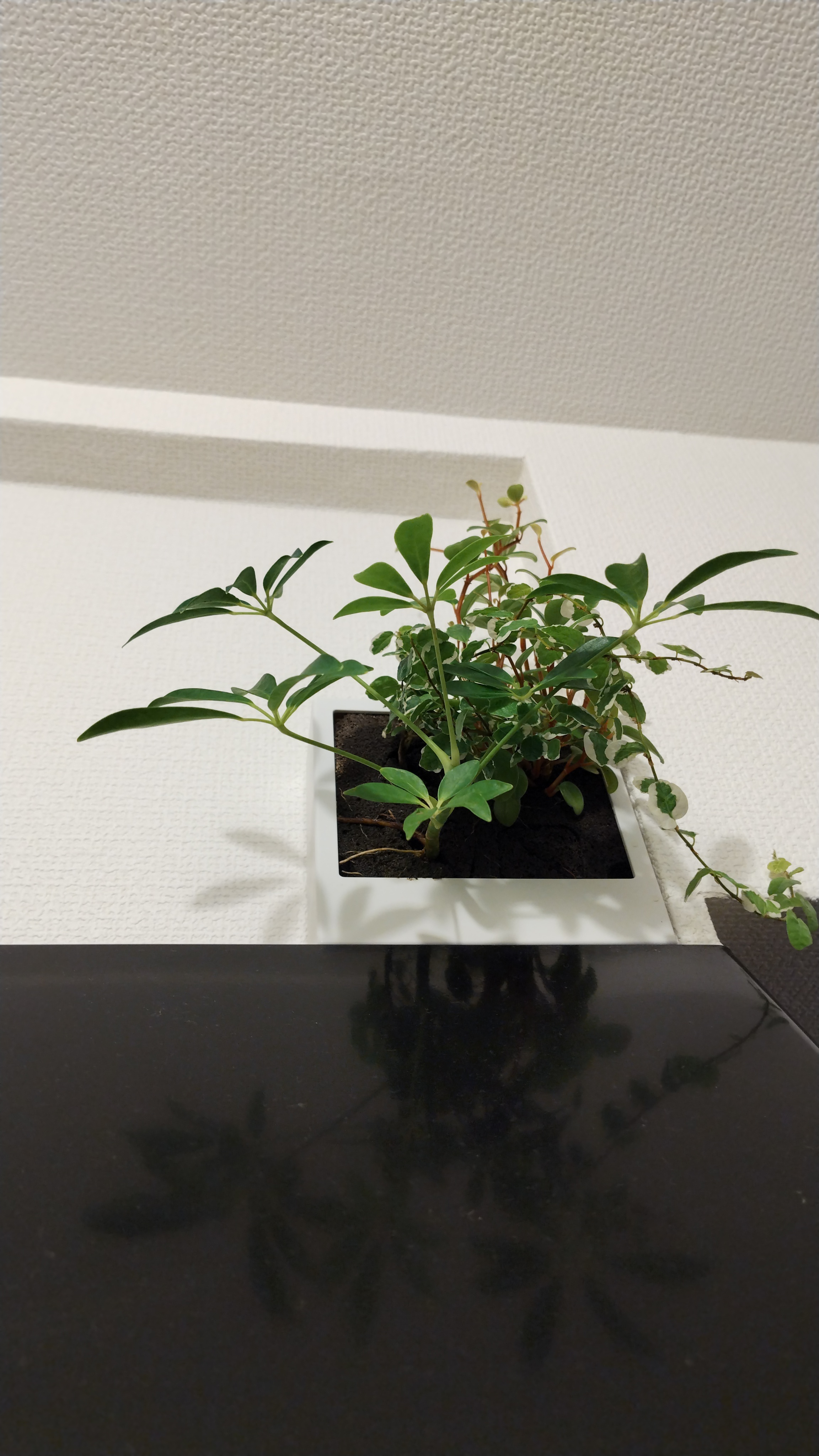 レビュー投稿画像