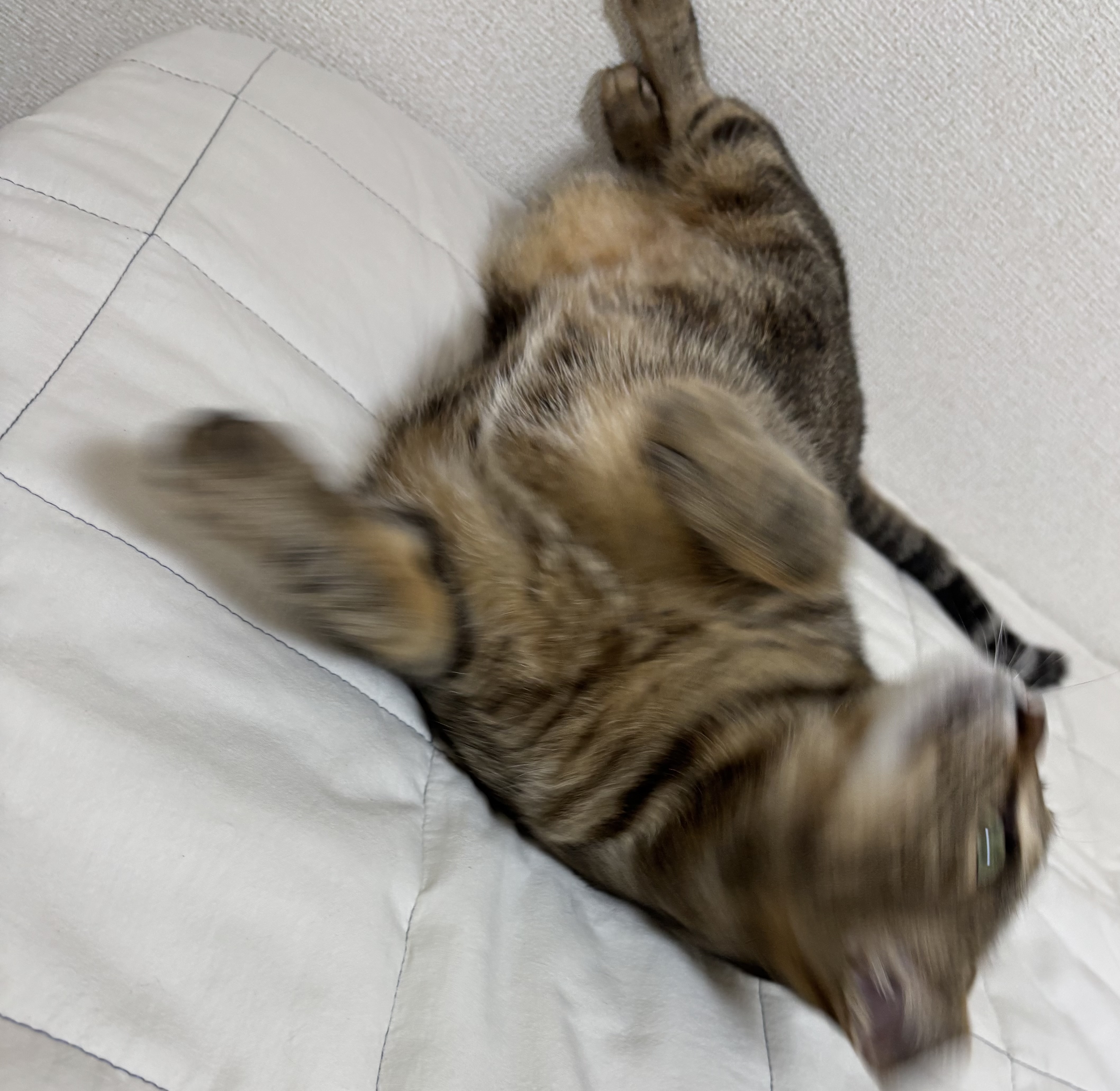 レビュー投稿画像