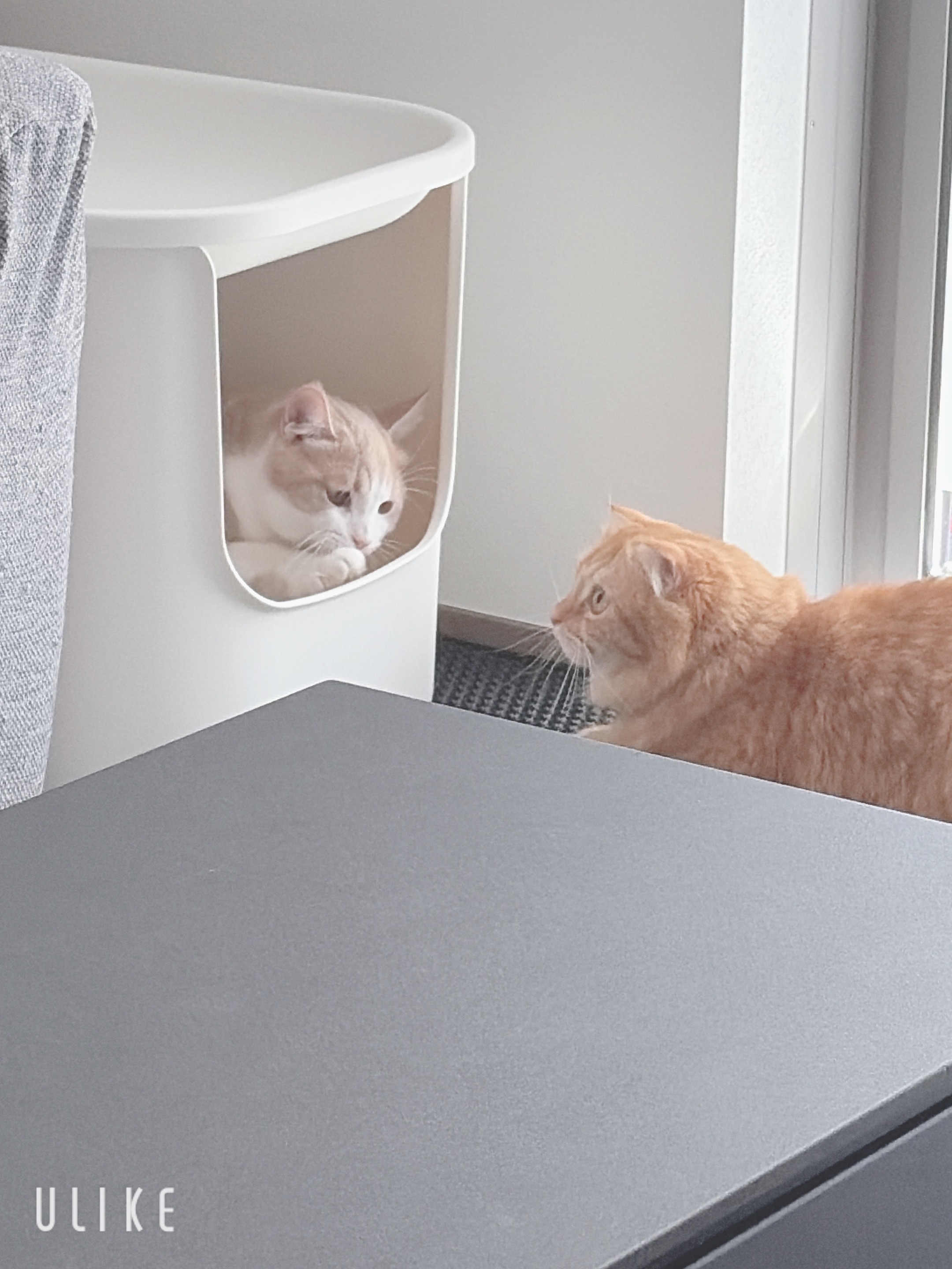 ポリプロピレン ハウスにもなる猫用トイレ | 無印良品