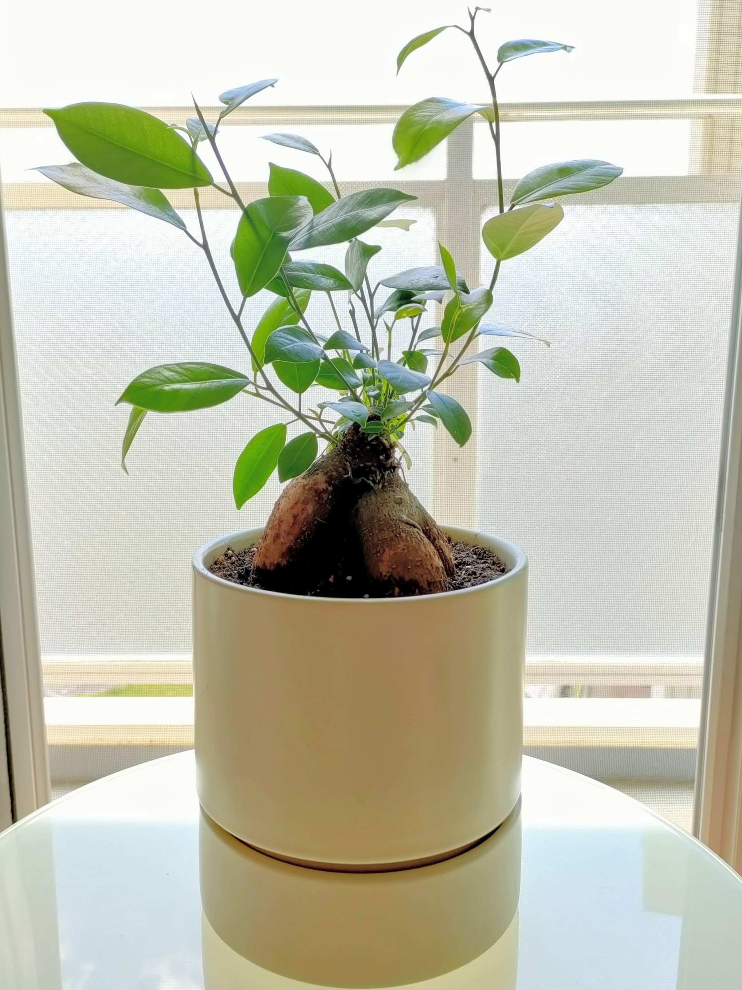 磁器鉢 4．5号 | 無印良品